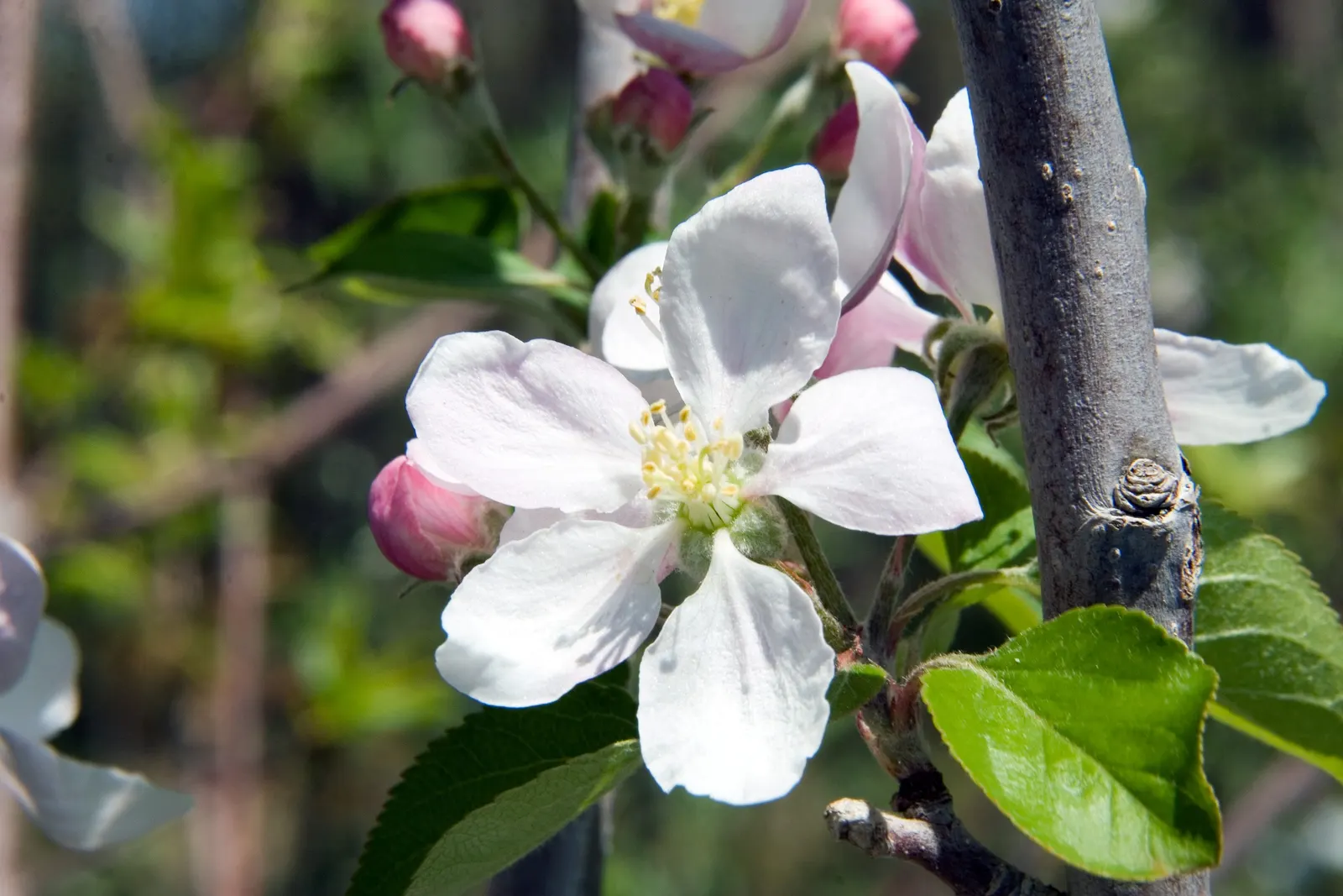 Gala Apple (Malus 'Gala') — the 'Gala' cultivar thrives in USDA Hardiness Zones 4 through 8