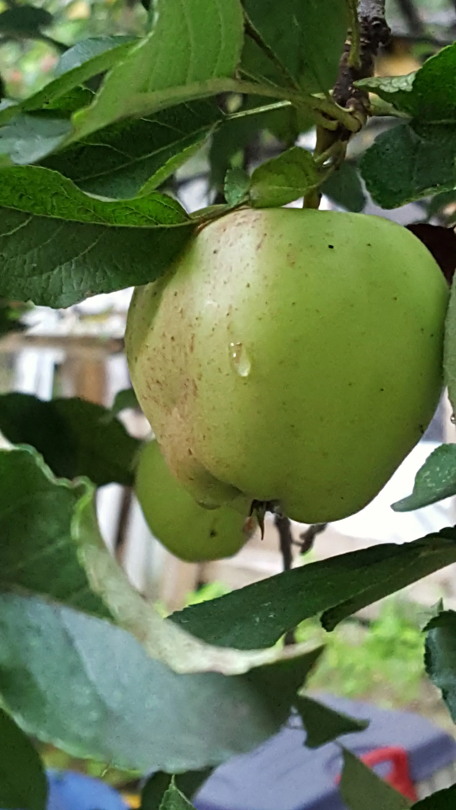 Gala Apple (Malus 'Gala') — The Gala Apple Tree (Malus 'Gala') is a popular deciduous choice