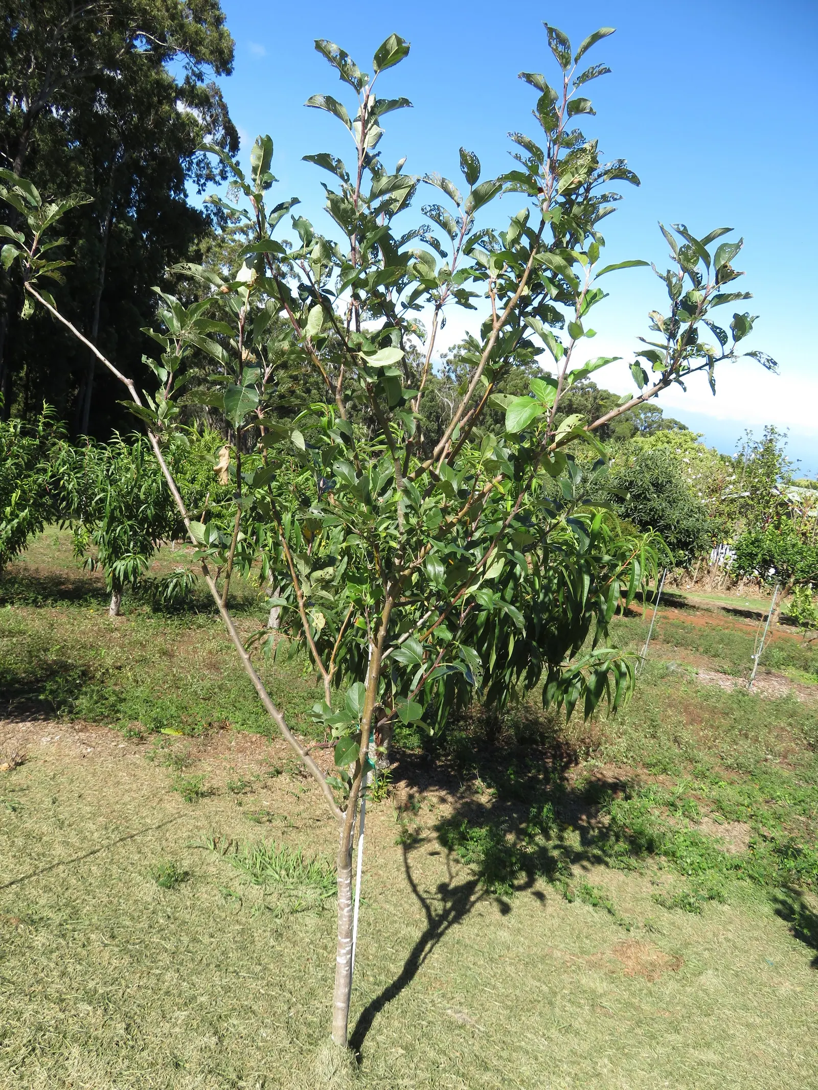 Gala Apple (Malus 'Gala') — maturing to 12-15 ft tall with a spread of 10-12 ft