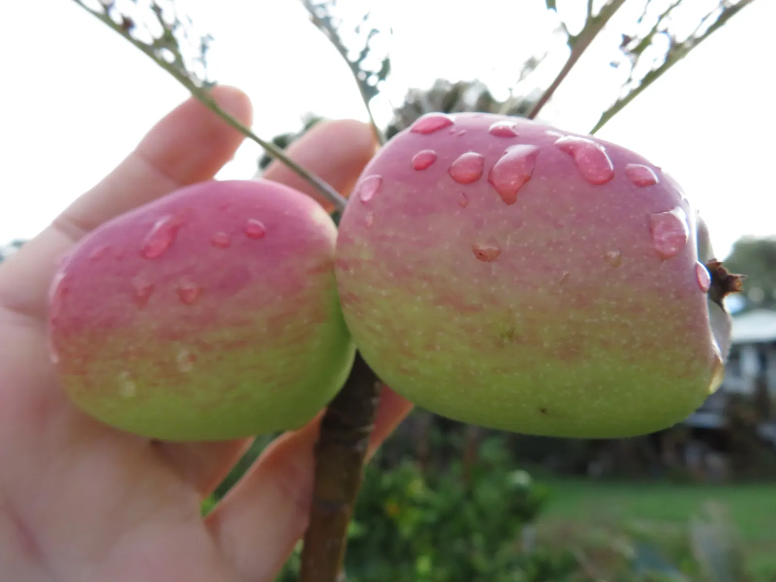 Gala Apple (Malus 'Gala') — Known for its sweet flavor, the Gala Apple is ideal for snacking and cooking