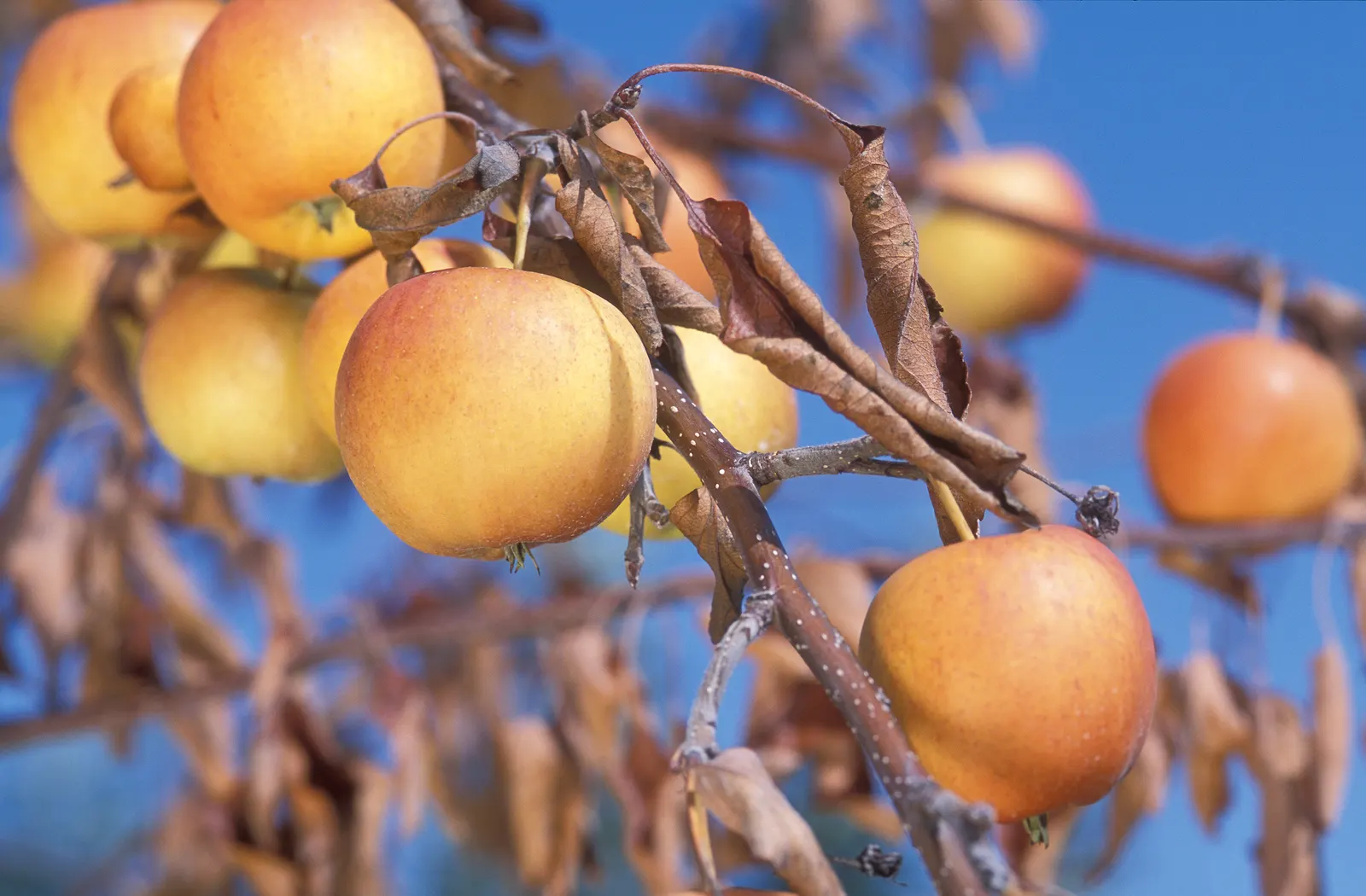 Gala Apple (Malus 'Gala') — Originating from New Zealand