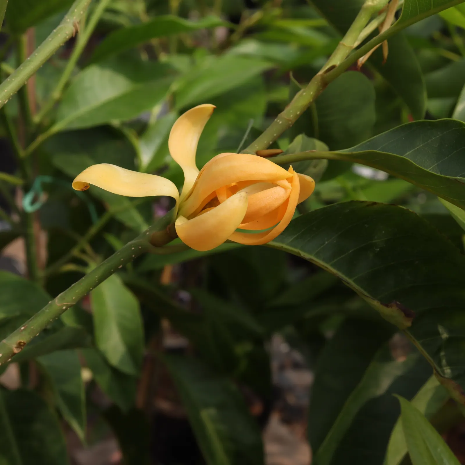Joy Perfume Tree (Michelia Champaca) — tree with orange blooms