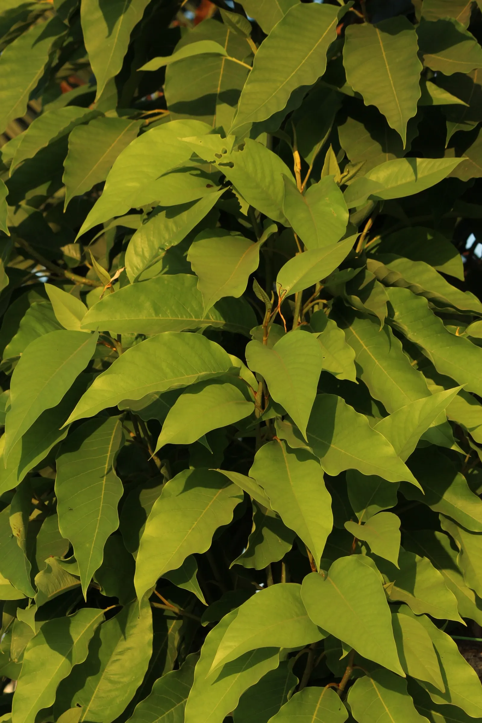 Joy Perfume Tree (Michelia Champaca) — both in height and spread; it requires full to partial sunlight and well-draining soil