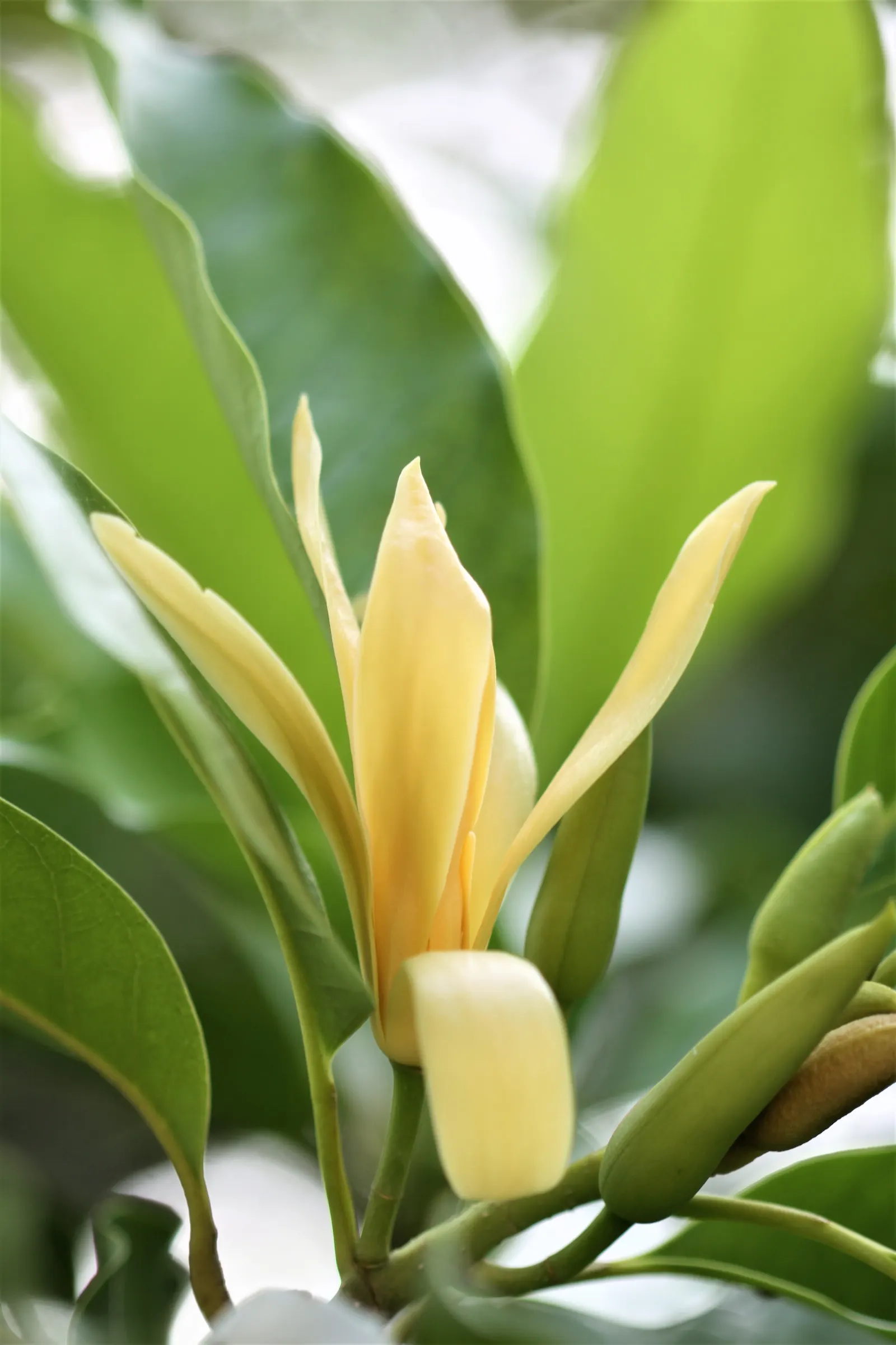Joy Perfume Tree (Michelia Champaca) — this ornamental specimen requires full sun to partial shade and well-drained soil; adequate space should be, image 68
