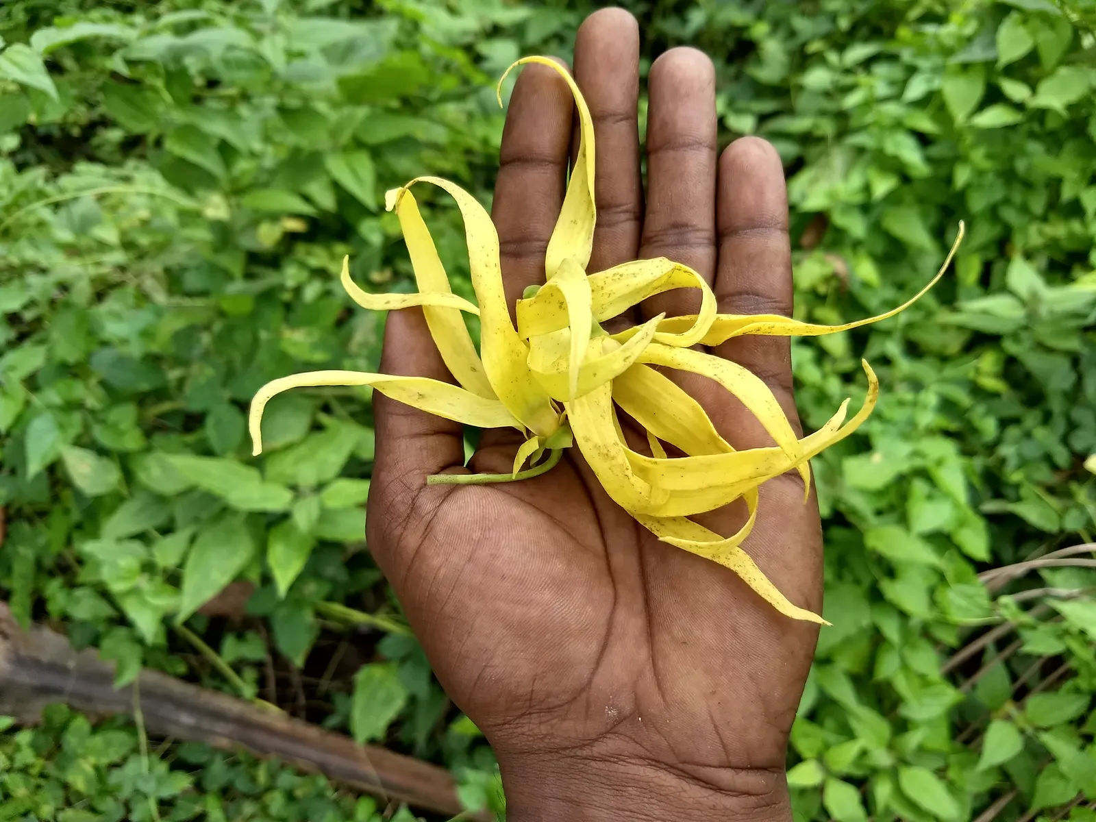 Joy Perfume Tree (Michelia Champaca) — Originating from the South Asian region; with a spread of up to 20 feet