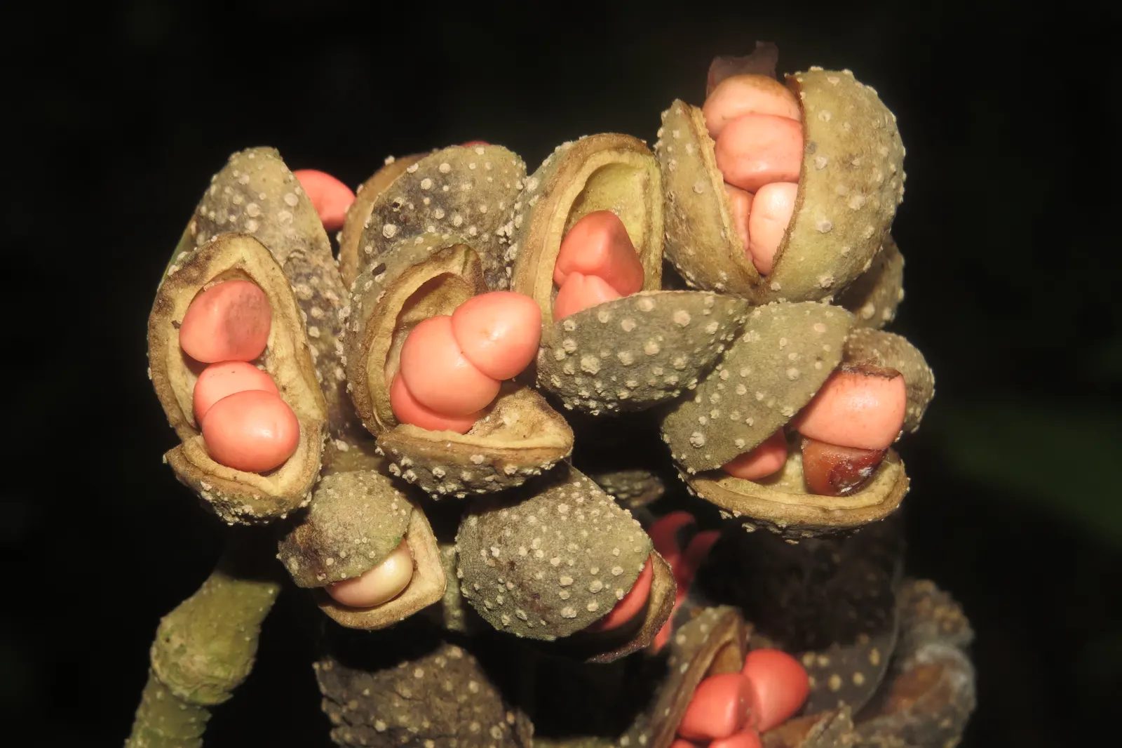 Joy Perfume Tree (Michelia Champaca) — oblong leaves ranging from 6 to 8 inches in length