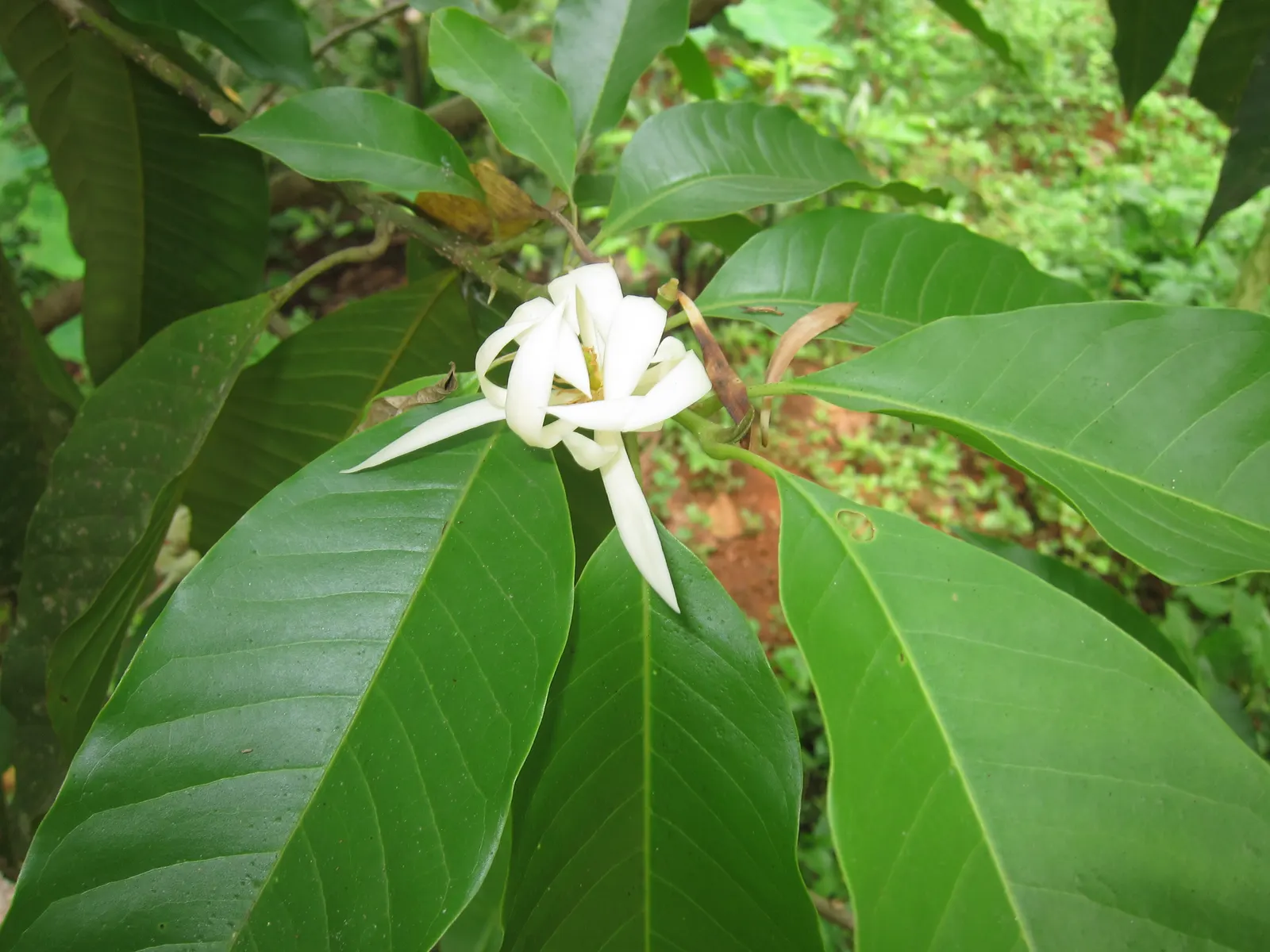 Joy Perfume Tree (Michelia Champaca) — adding not only visual beauty but also a delightful fragrance that guests will find captivating; is an exquisite