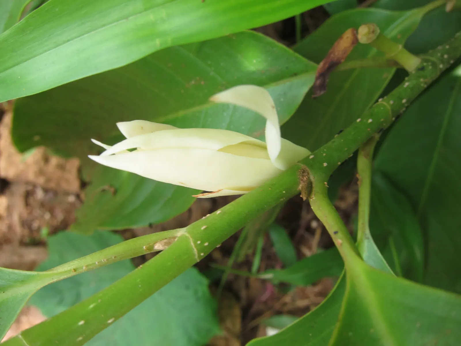Joy Perfume Tree (Michelia Champaca) — to maintain its vitality; however; proper drainage is essential to prevent root rot