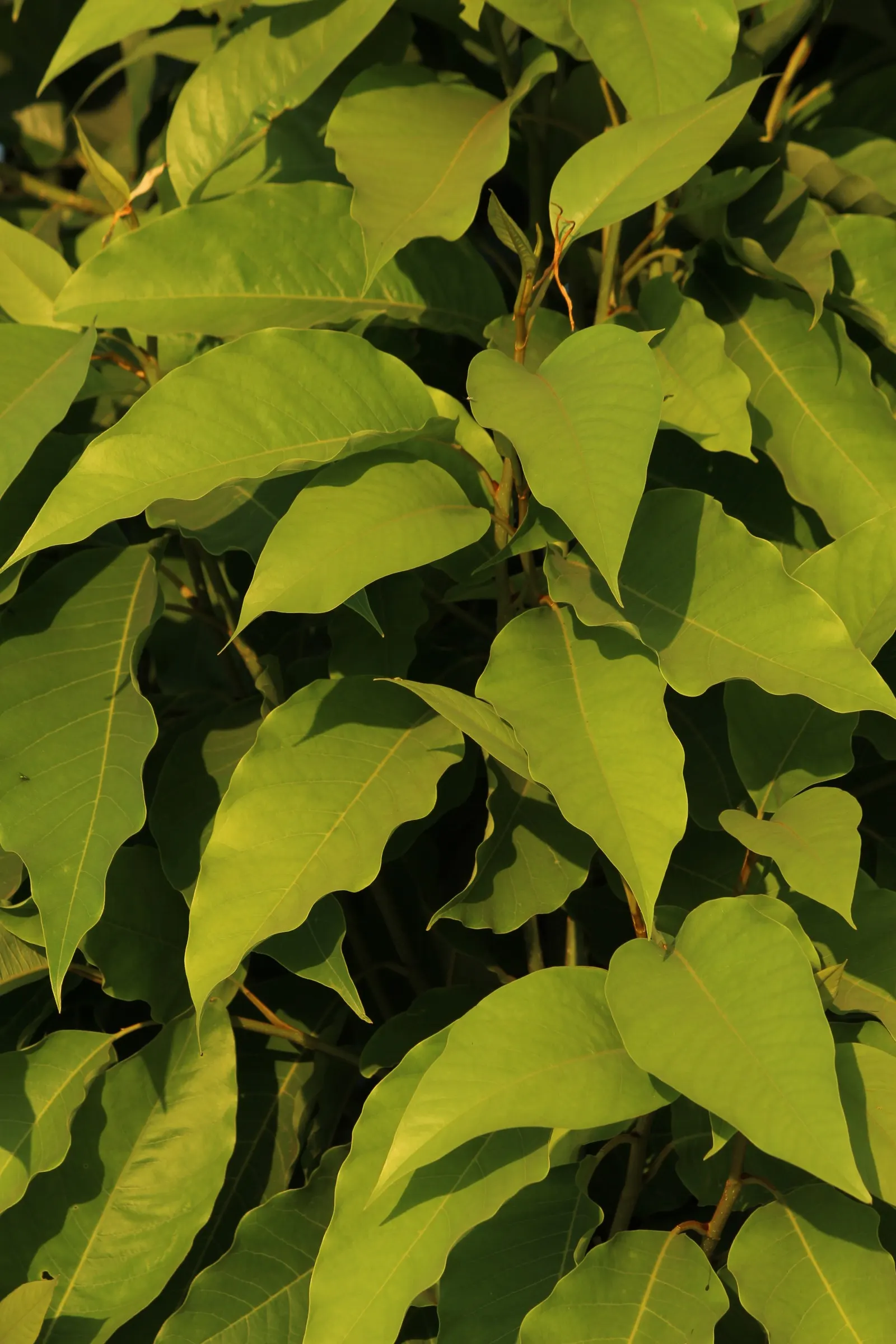 Joy Perfume Tree (Michelia Champaca) — this ornamental specimen requires full sun to partial shade and well-drained soil