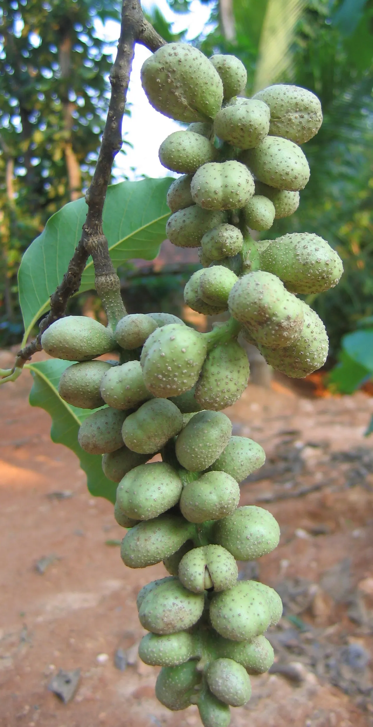 Joy Perfume Tree (Michelia Champaca) — it's important to consider that the Michelia champaca thrives in USDA Hardiness Zones 10-11; to avoid