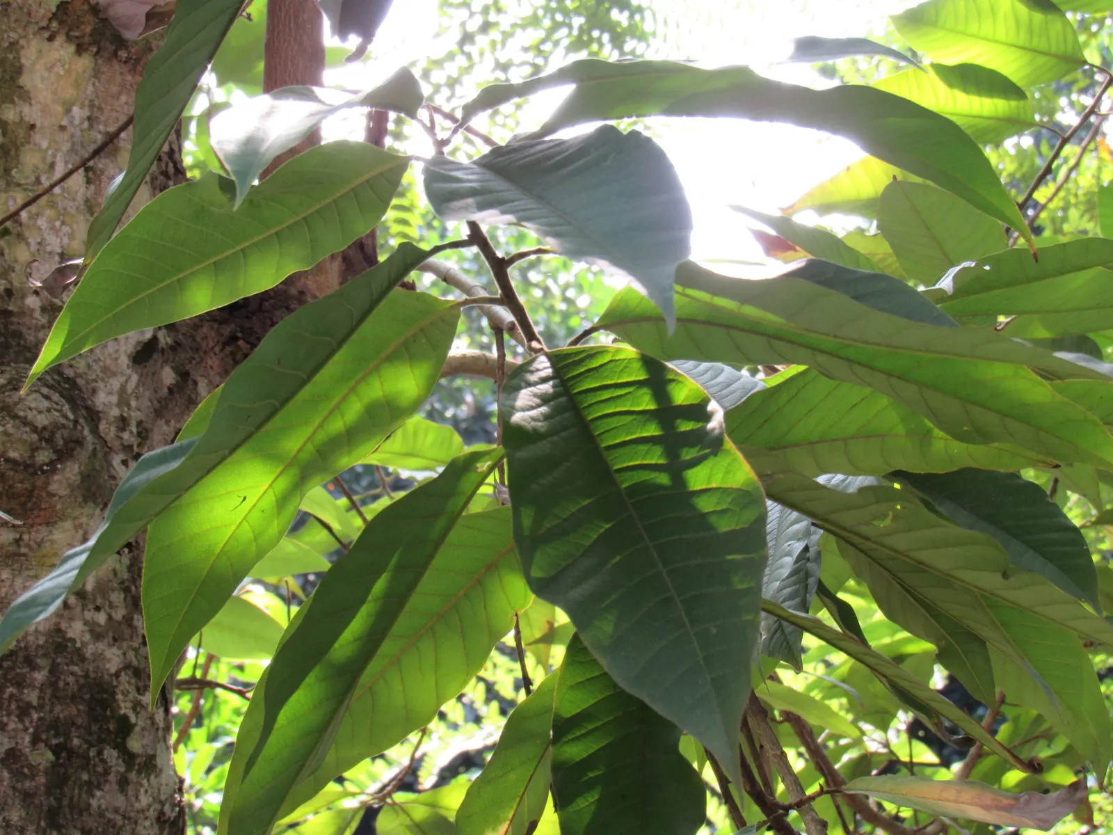 Joy Perfume Tree (Michelia Champaca) — Originating from the South Asian region