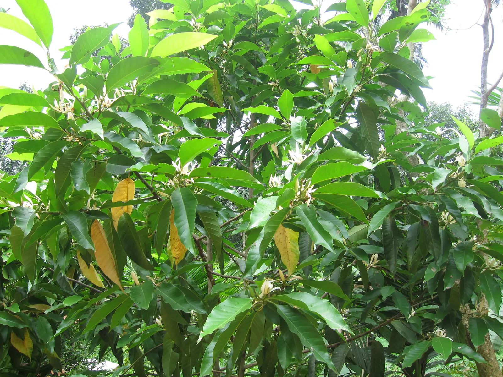 Joy Perfume Tree (Michelia Champaca) — to avoid overcrowding.<br><br>In a garden setting; both in height and spread