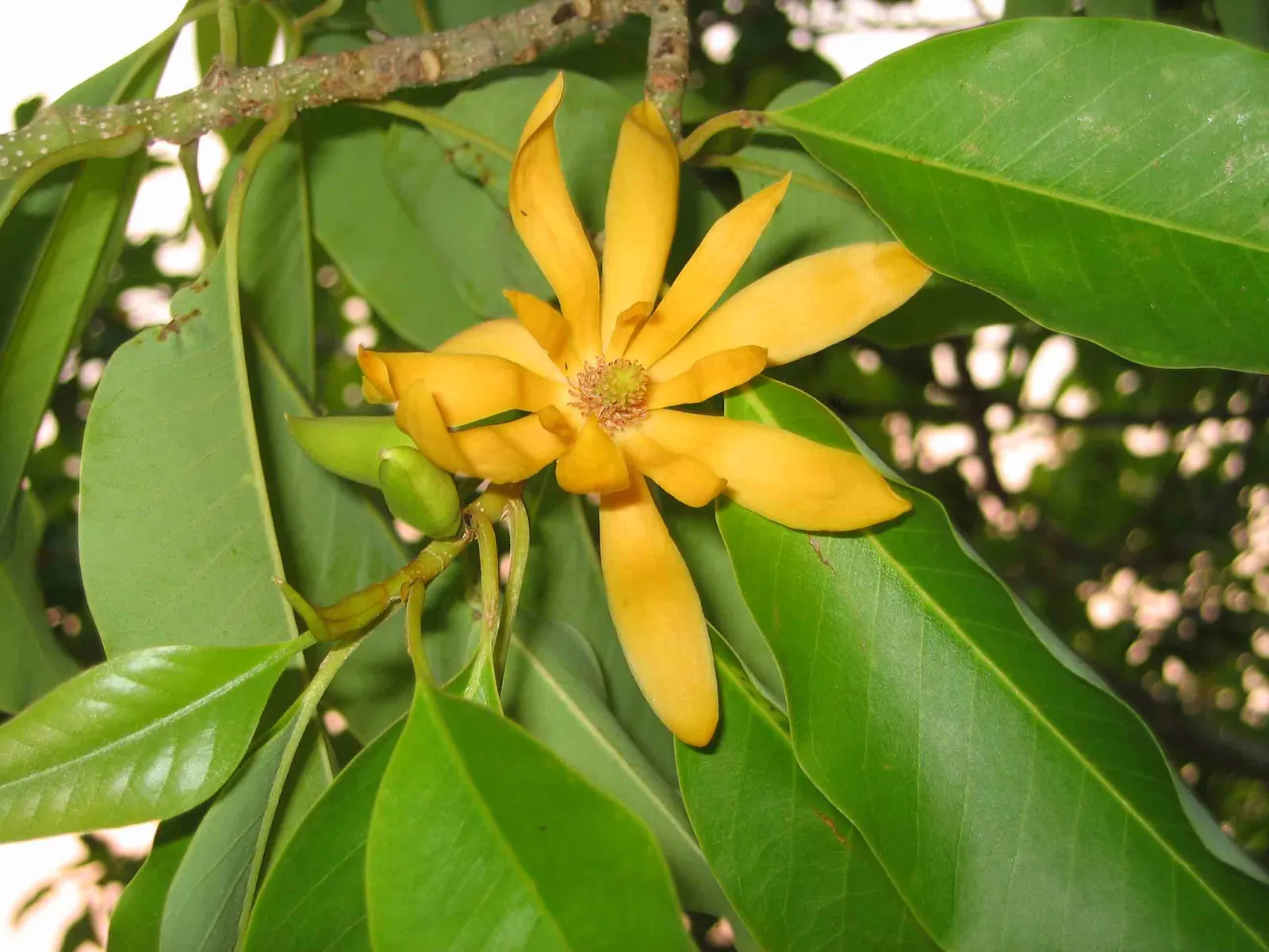Joy Perfume Tree (Michelia Champaca) — especially in the growing seasons