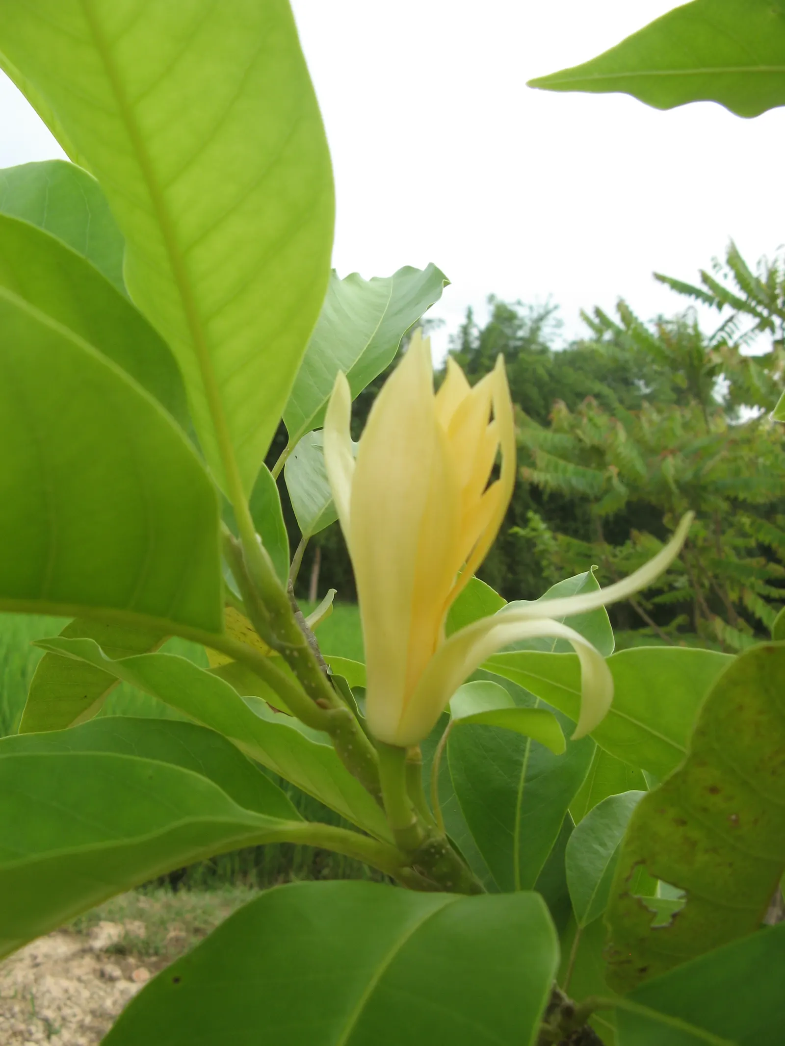 Joy Perfume Tree (Michelia Champaca) — Consistent moisture is crucial; sweet fragrance and its historical use in the perfume industry