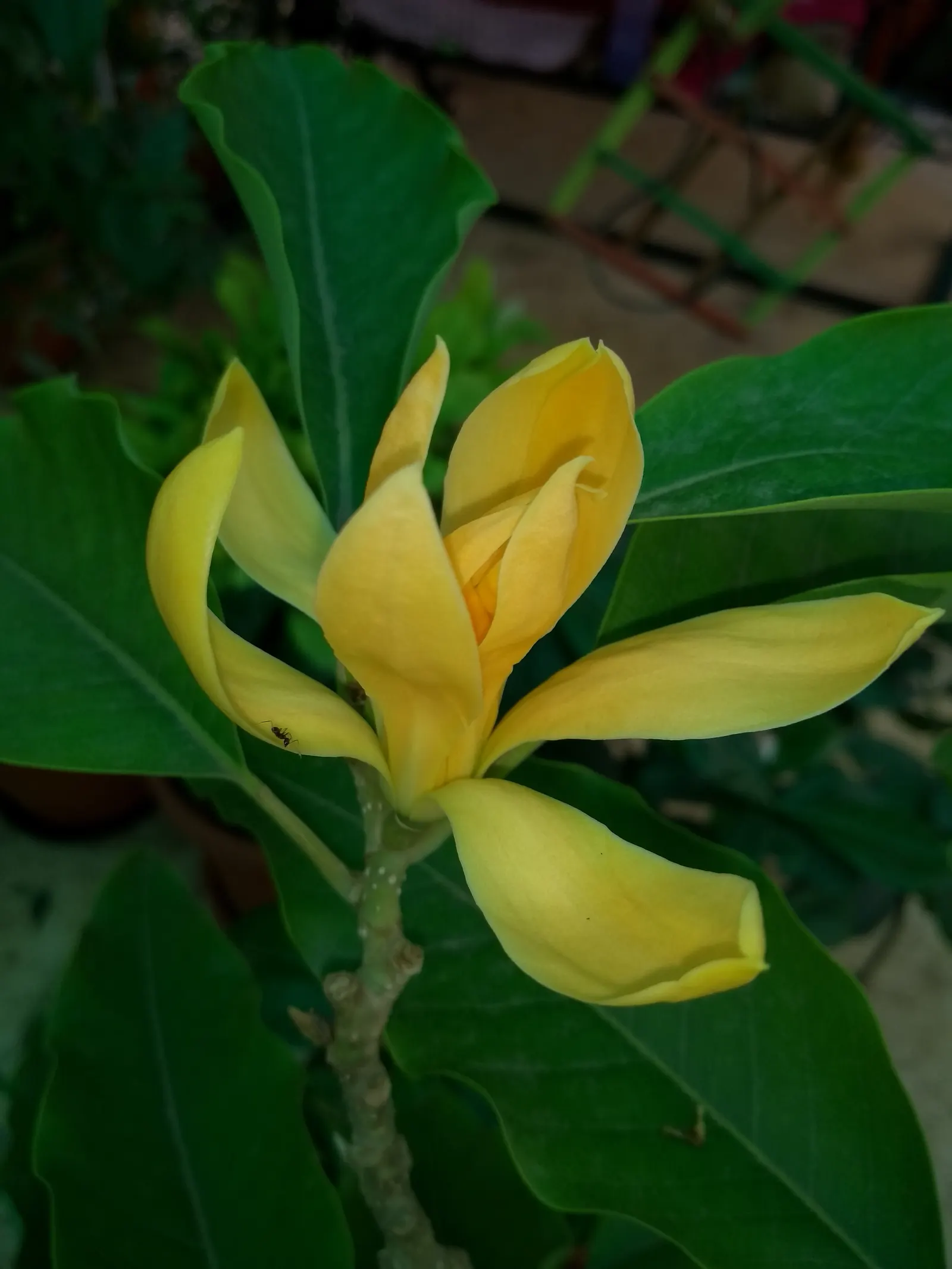 Joy Perfume Tree (Michelia Champaca) — Given its size at maturity; ideal for creating focal points in gardens, its glossy, oblong leaves provide year-round