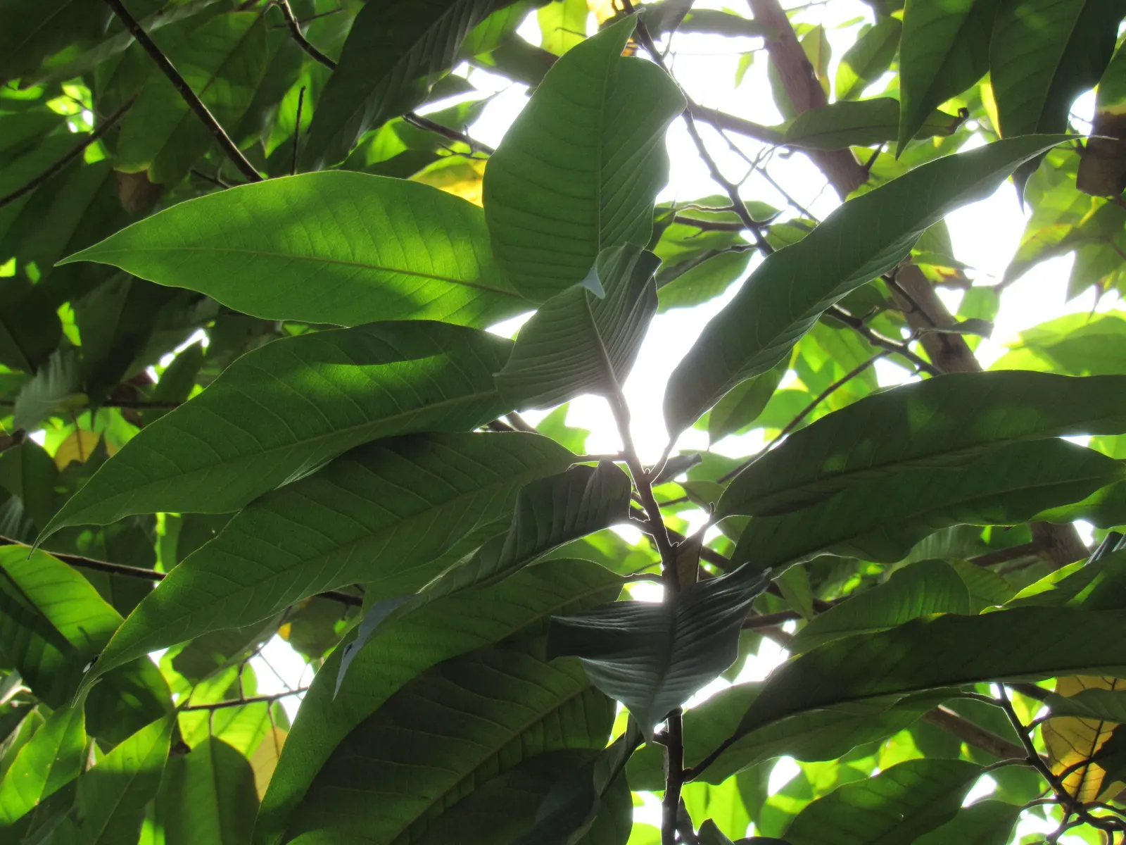 Joy Perfume Tree (Michelia Champaca) — is an exquisite addition to any landscape