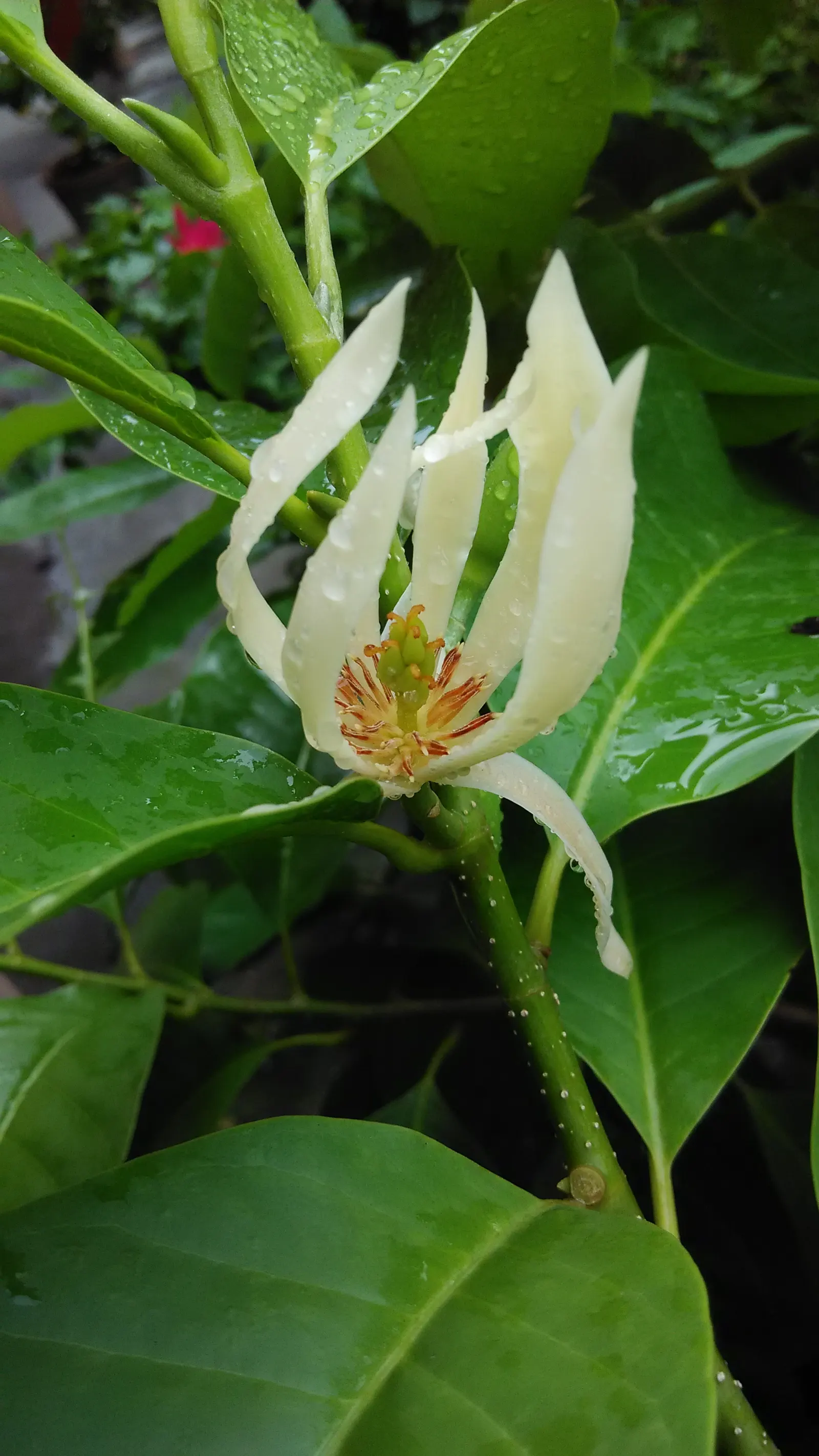 Joy Perfume Tree (Michelia Champaca) — Given its size at maturity