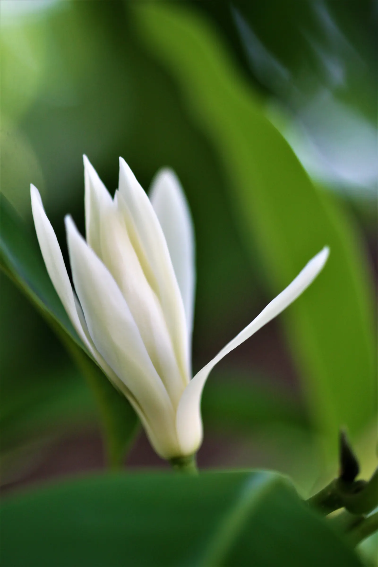 Joy Perfume Tree (Michelia Champaca) — Hardy to USDA zones 10-11, it demands protection from frost; scientifically known as Michelia champaca