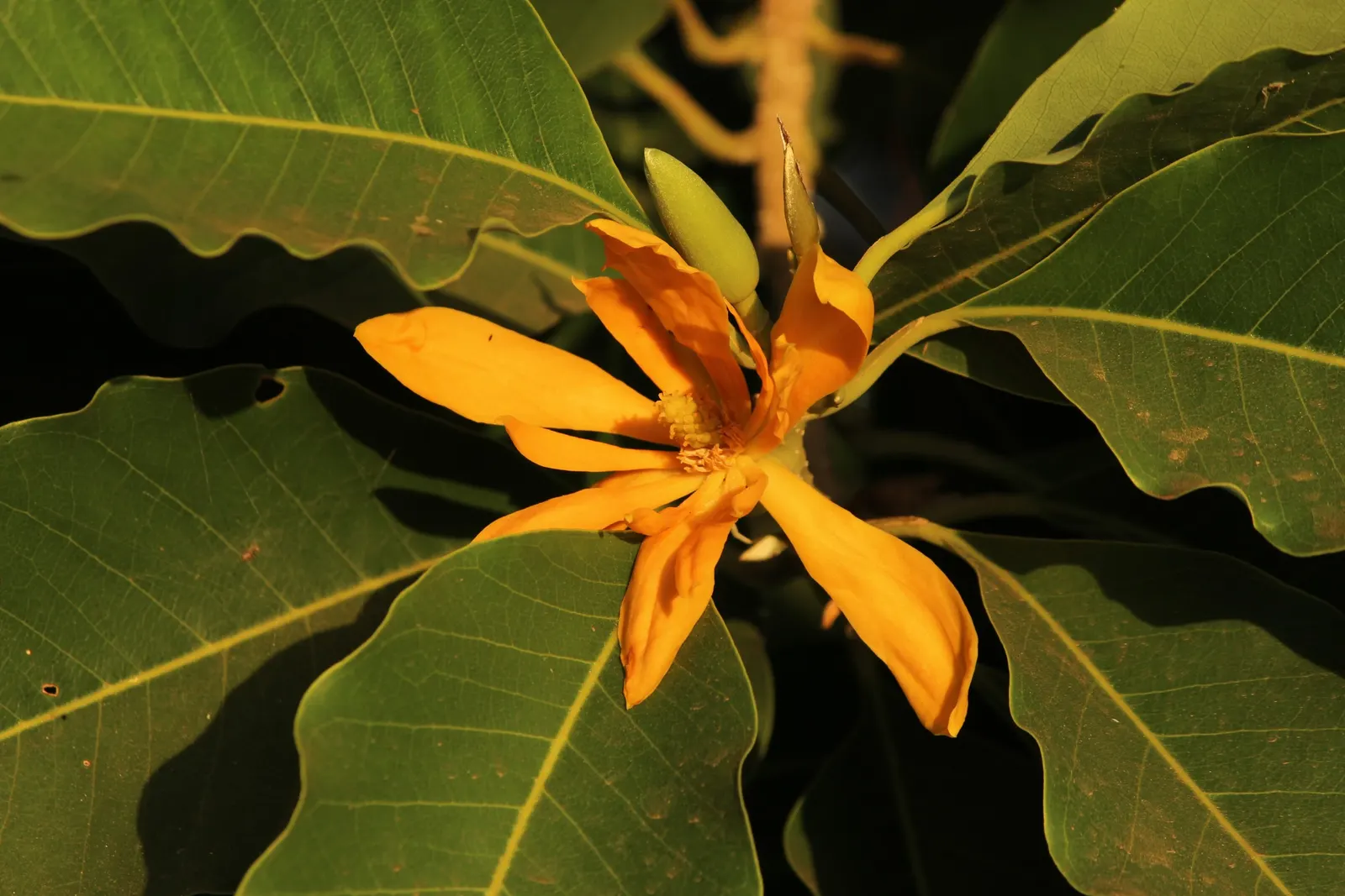 Joy Perfume Tree (Michelia Champaca) — adequate space should be allocated for growth