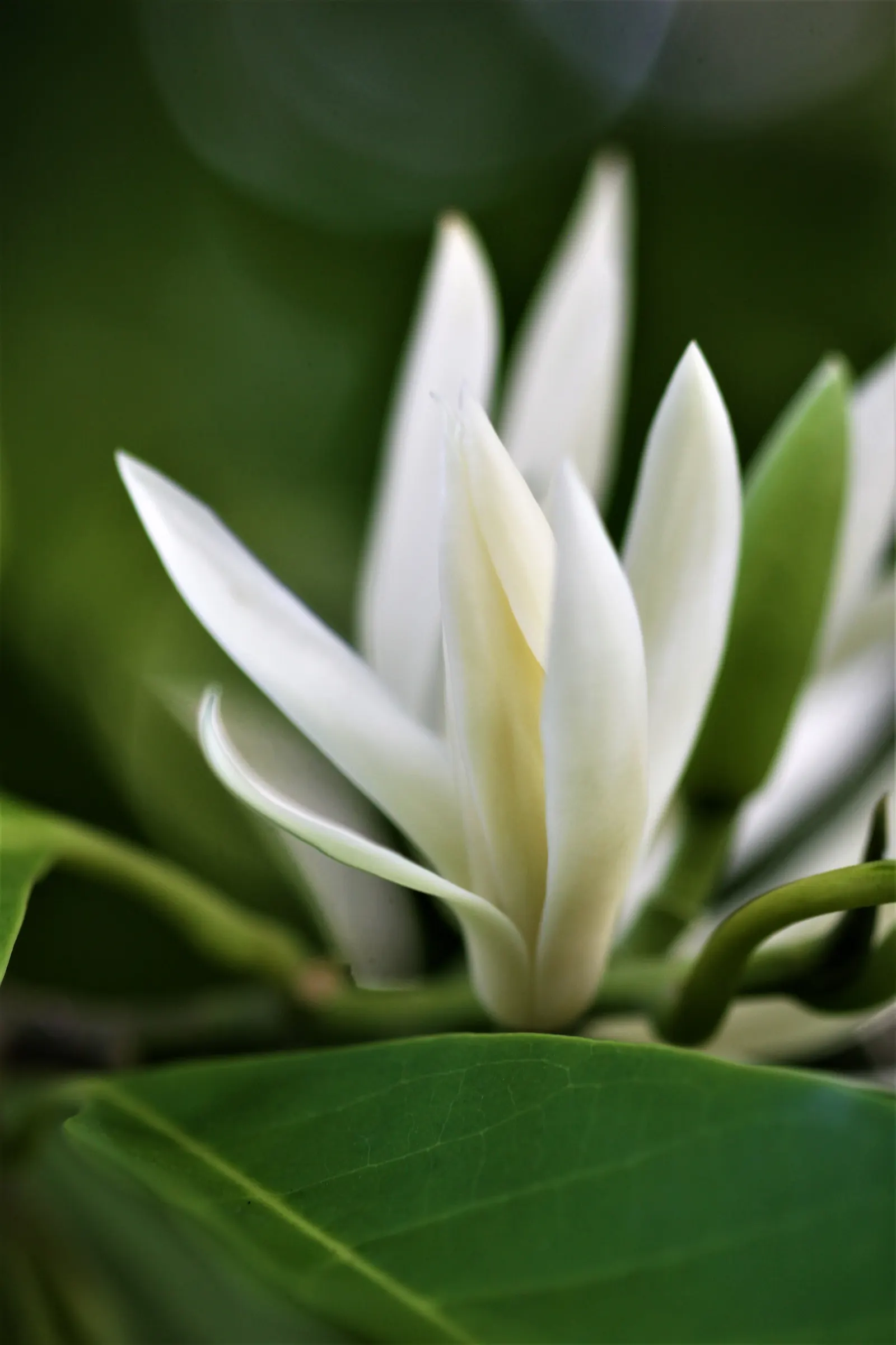 Joy Perfume Tree (Michelia Champaca) — Ideal for creating focal points in gardens, its glossy, oblong leaves provide year-round interest; tree for, image 69