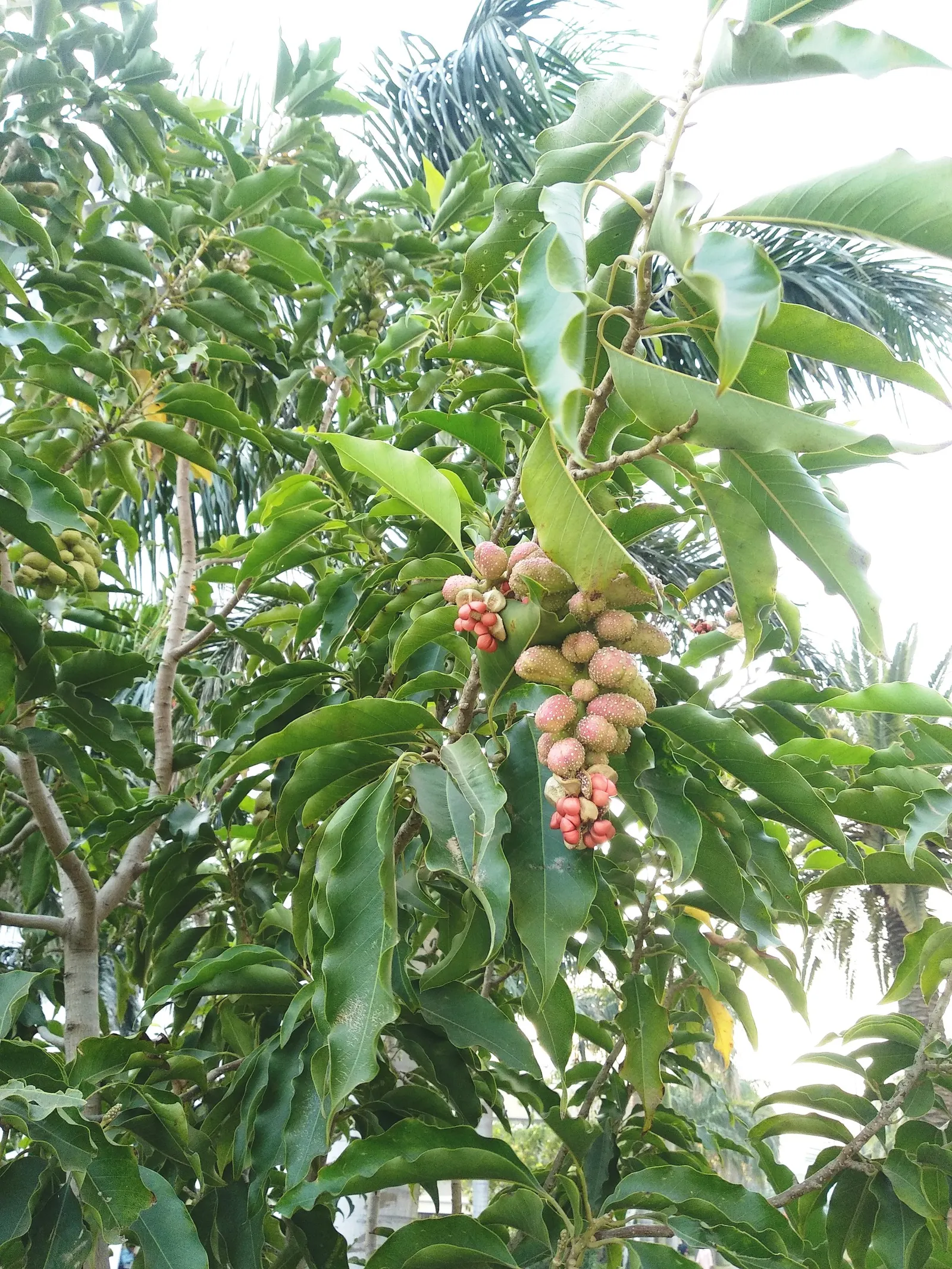 Joy Perfume Tree (Michelia Champaca) — hence the tree's common name; consistent moisture is crucial