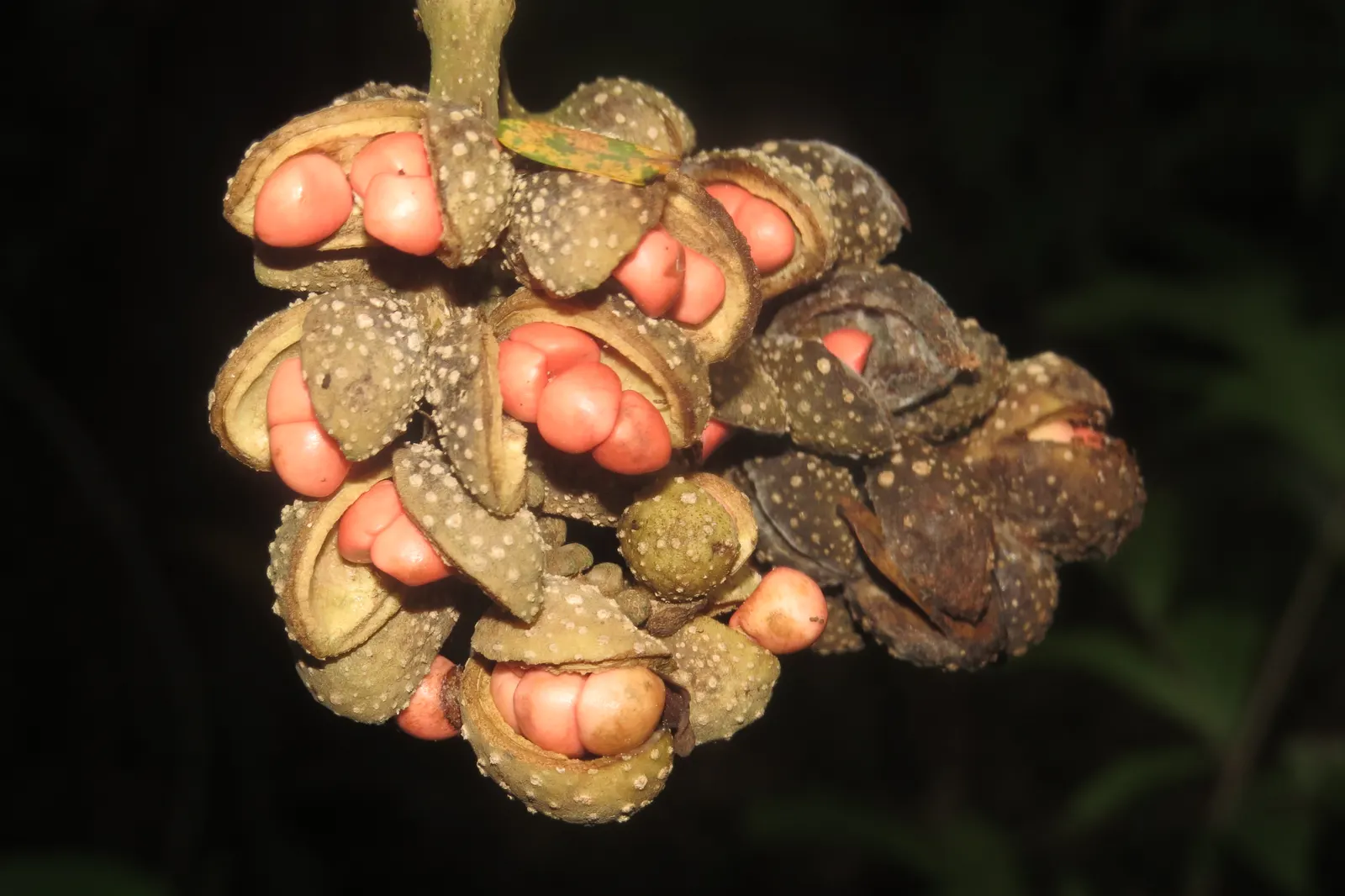 Joy Perfume Tree (Michelia Champaca) — scientifically known as Michelia champaca