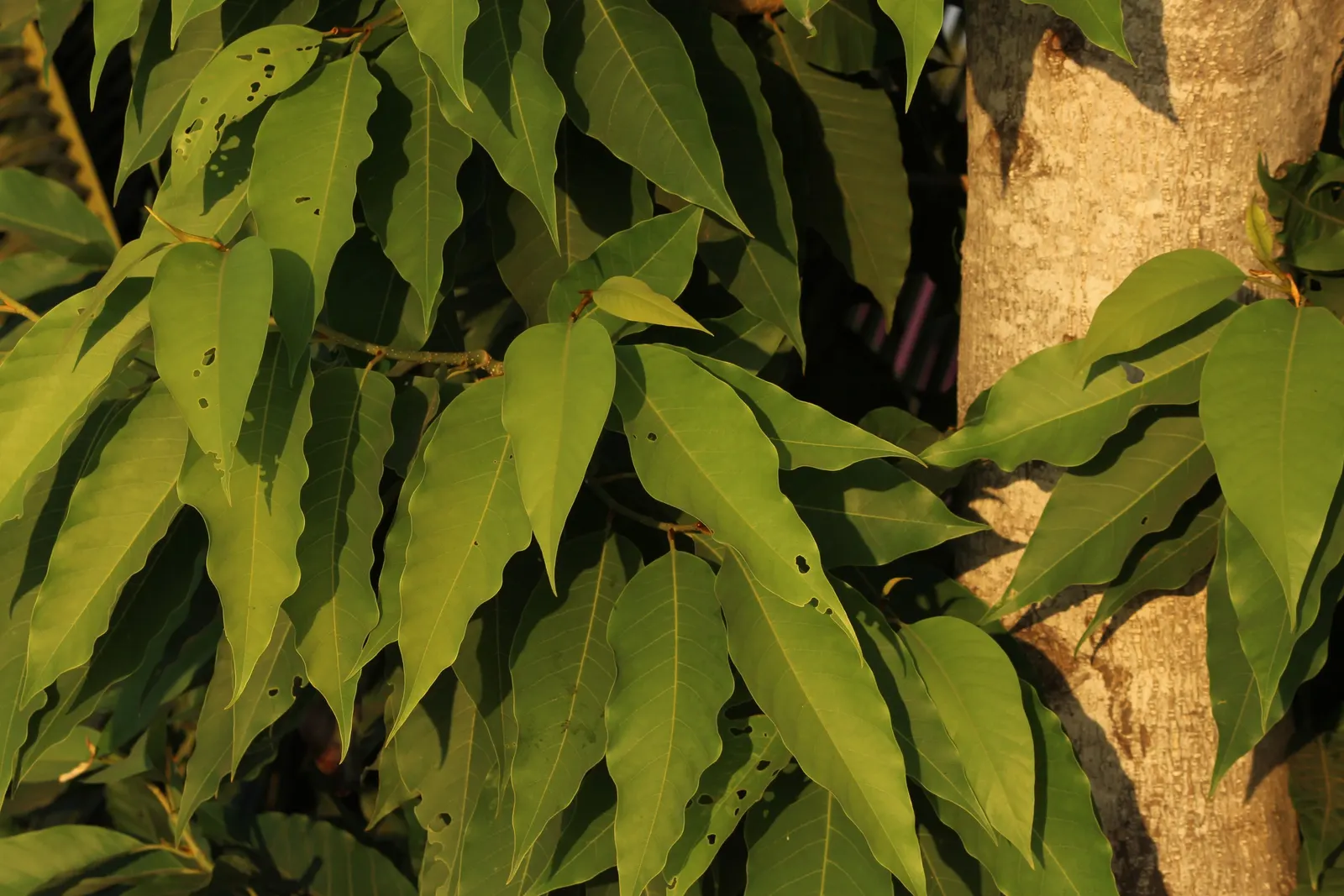 Joy Perfume Tree (Michelia Champaca) — It requires full to partial sunlight and well-draining soil; reaching heights of 15-30 feet