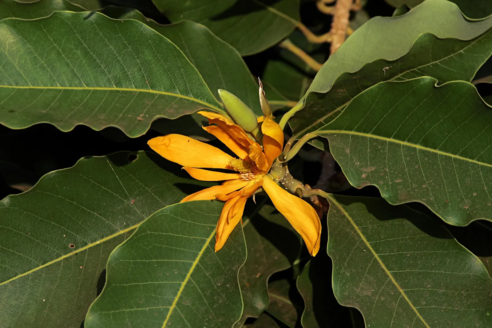Joy Perfume Tree (Michelia Champaca) — sweet fragrance and its historical use in the perfume industry