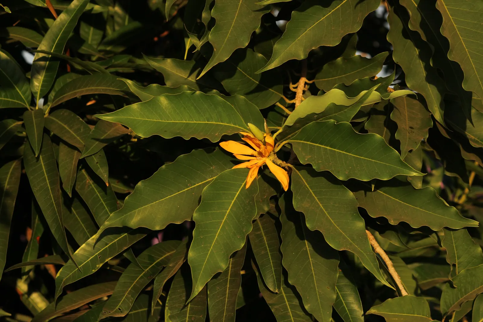 Joy Perfume Tree (Michelia Champaca) — orange flowers in the garden