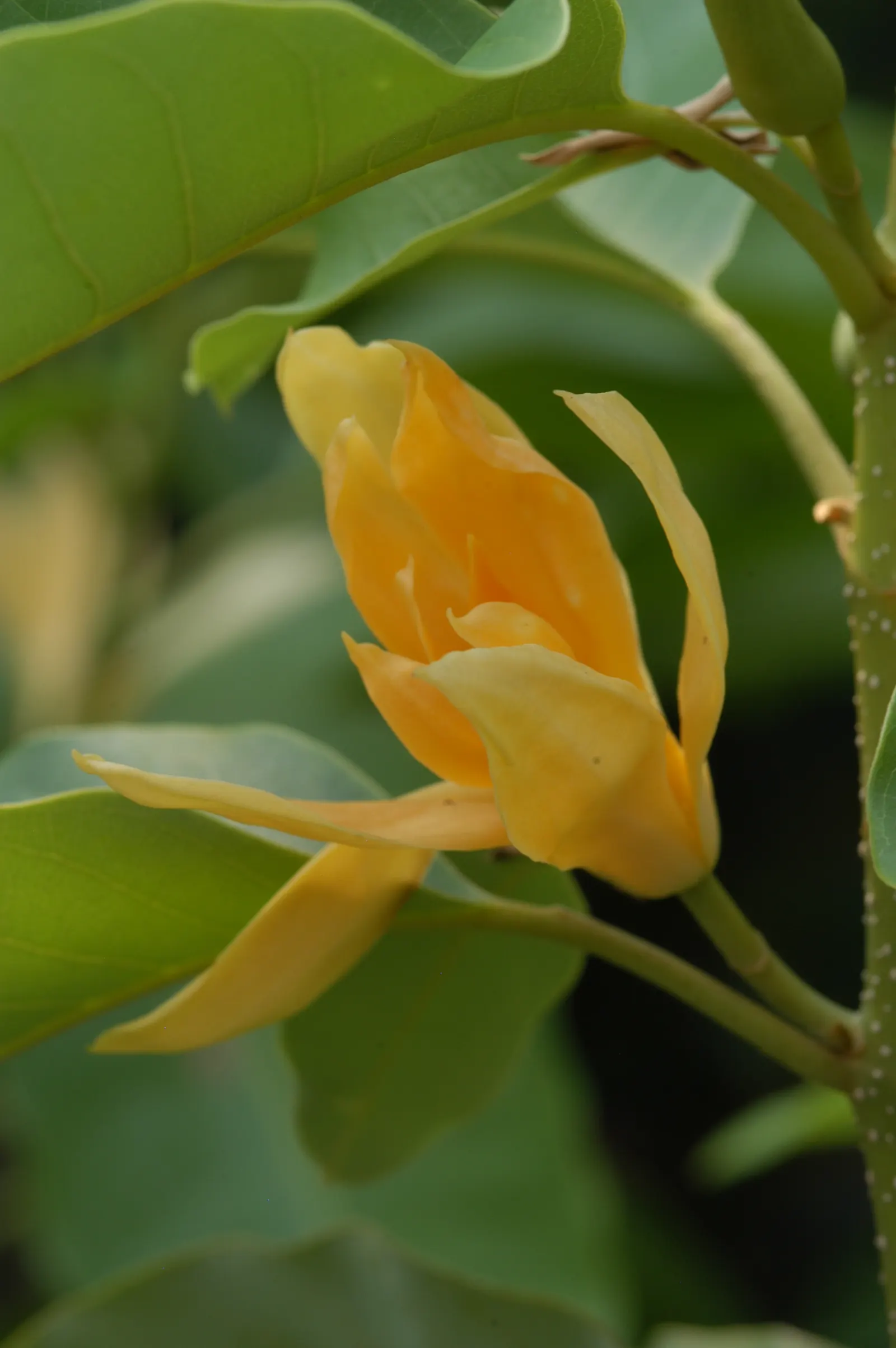 Joy Perfume Tree (Michelia Champaca) — orange flowers in the garden; these intensely aromatic flowers are the source of 'Joy'