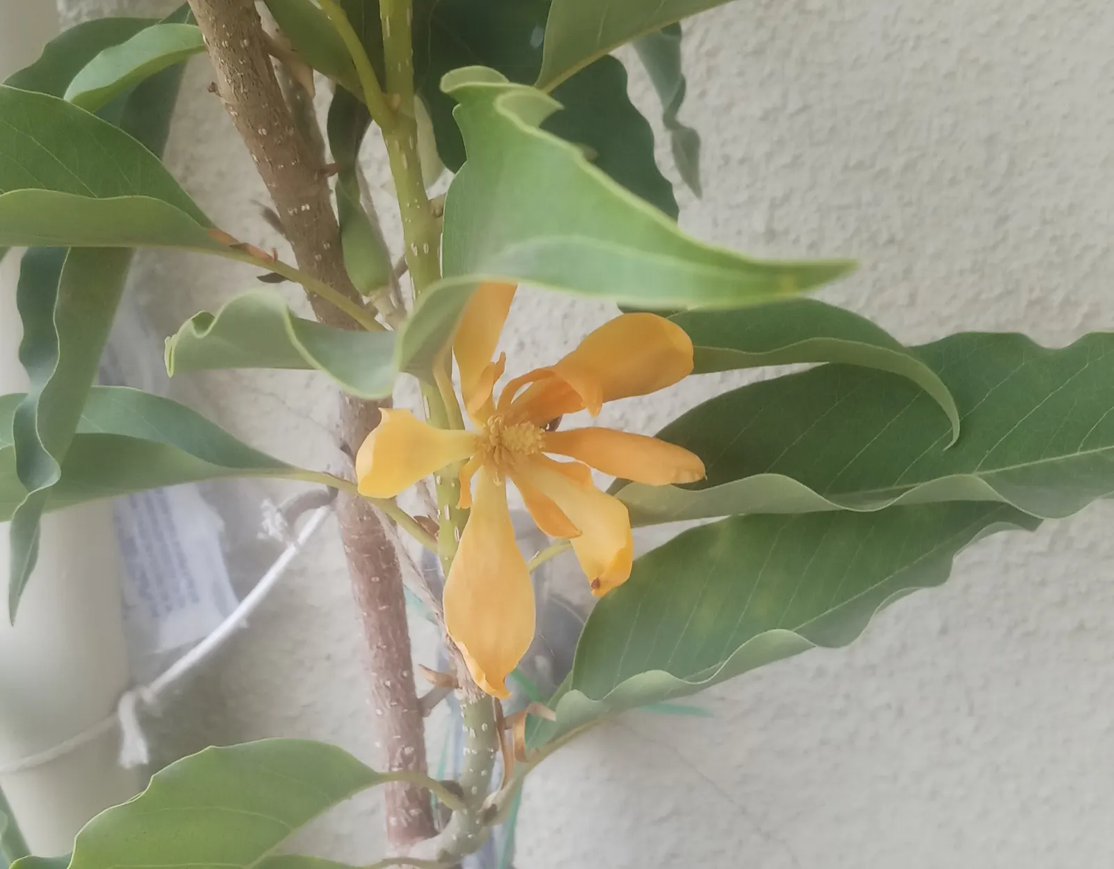 Joy Perfume Tree (Michelia Champaca) — tree for full or half