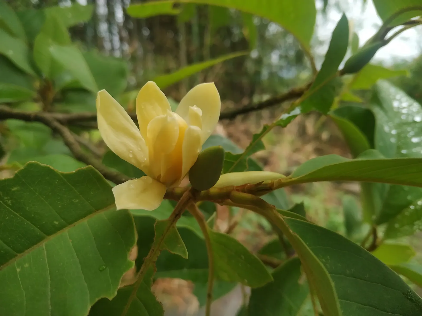 Joy Perfume Tree (Michelia Champaca) — one of the world's most famous perfumes; oblong leaves ranging from 6 to 8 inches in length