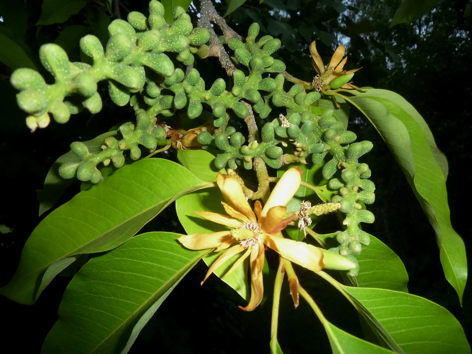 Joy Perfume Tree (Michelia Champaca) — it's important to consider that the Michelia champaca thrives in USDA Hardiness Zones 10-11