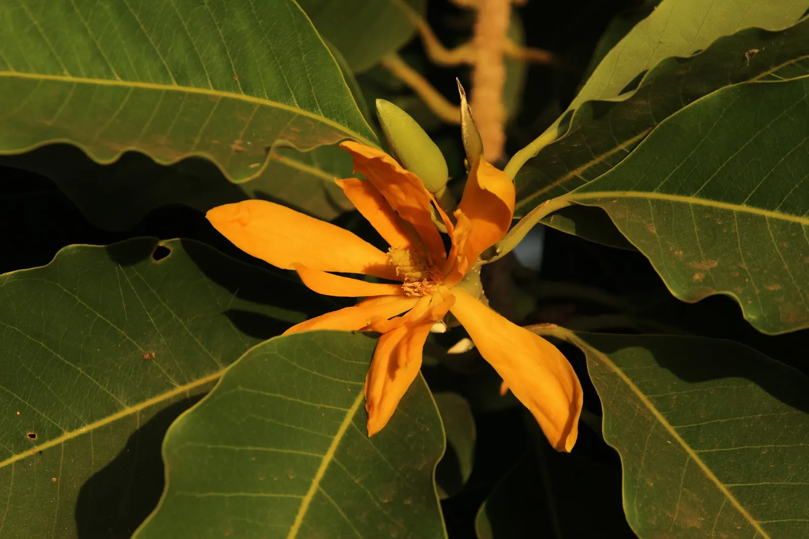 Joy Perfume Tree (Michelia Champaca) — with a canopy spread of approximately 15 to 25 feet