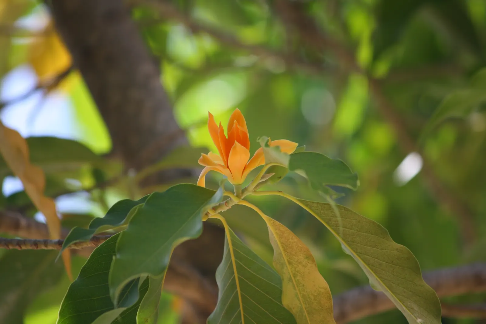 Joy Perfume Tree (Michelia Champaca) — oblong leaves ranging from 6 to 8 inches in length; given its size at maturity