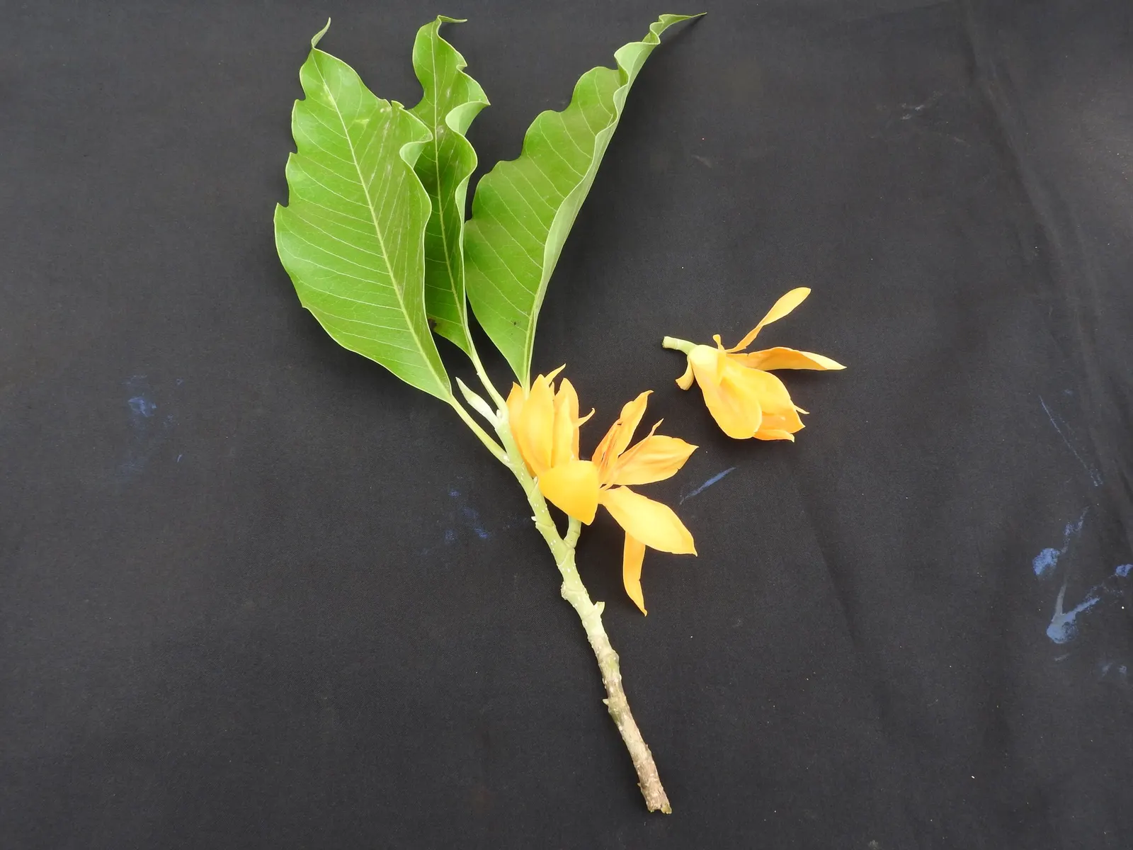 Joy Perfume Tree (Michelia Champaca) — It requires full to partial sunlight and well-draining soil