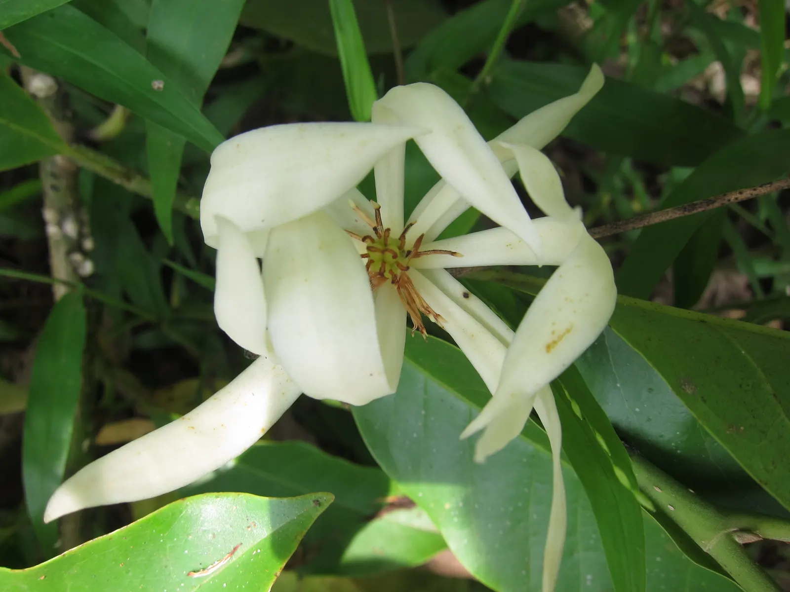 Joy Perfume Tree (Michelia Champaca) — tree for full or half; adding not only visual beauty but also a delightful fragrance that guests will find captivating