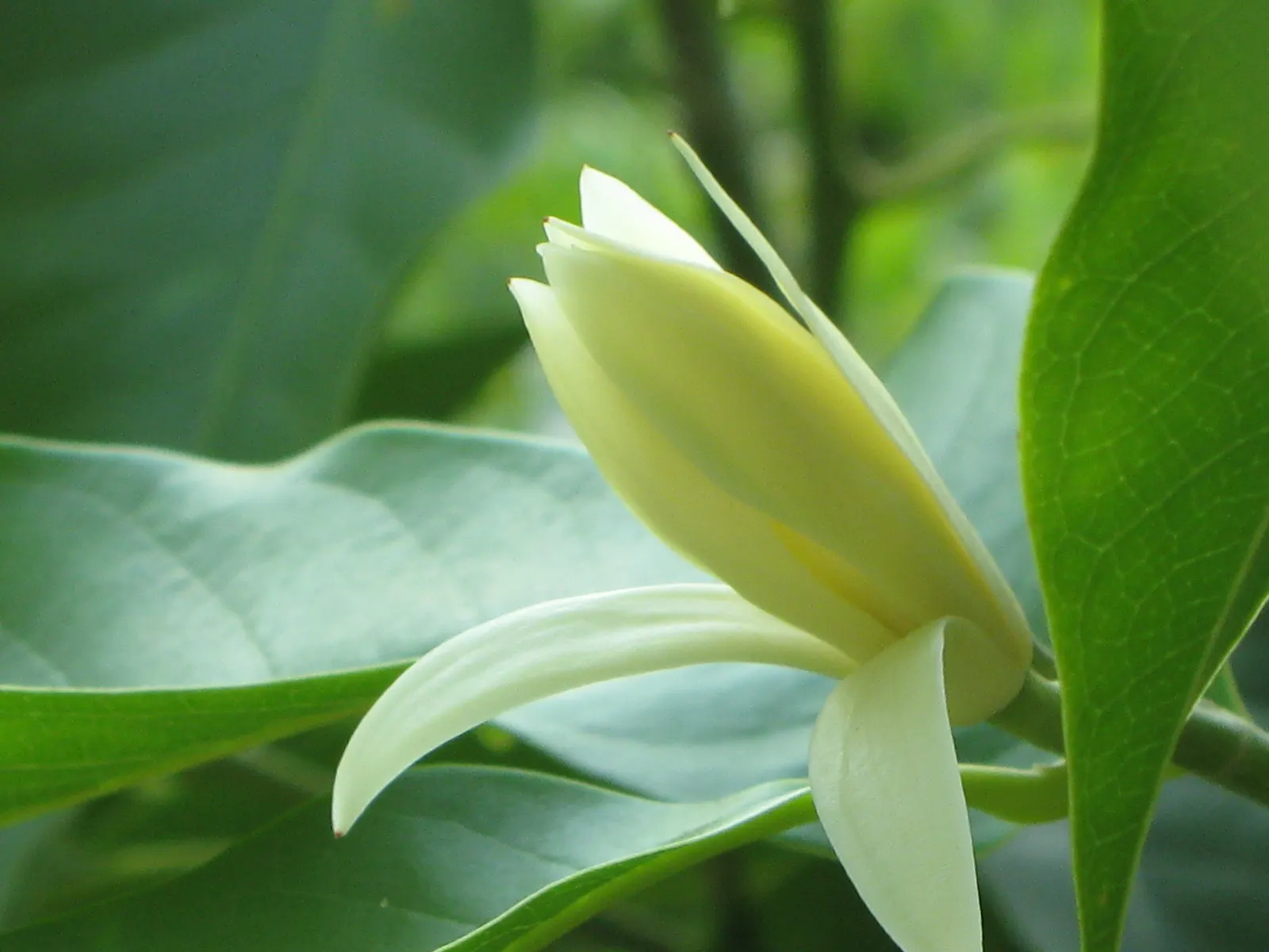 Joy Perfume Tree (Michelia Champaca) — proper drainage is essential to prevent root rot; orange flowers in the garden
