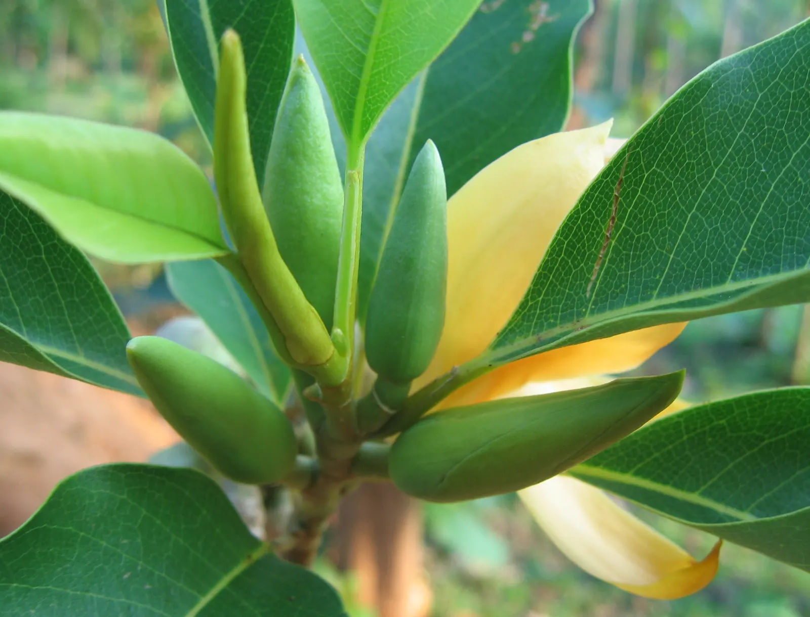 Joy Perfume Tree (Michelia Champaca) — one of the world's most famous perfumes