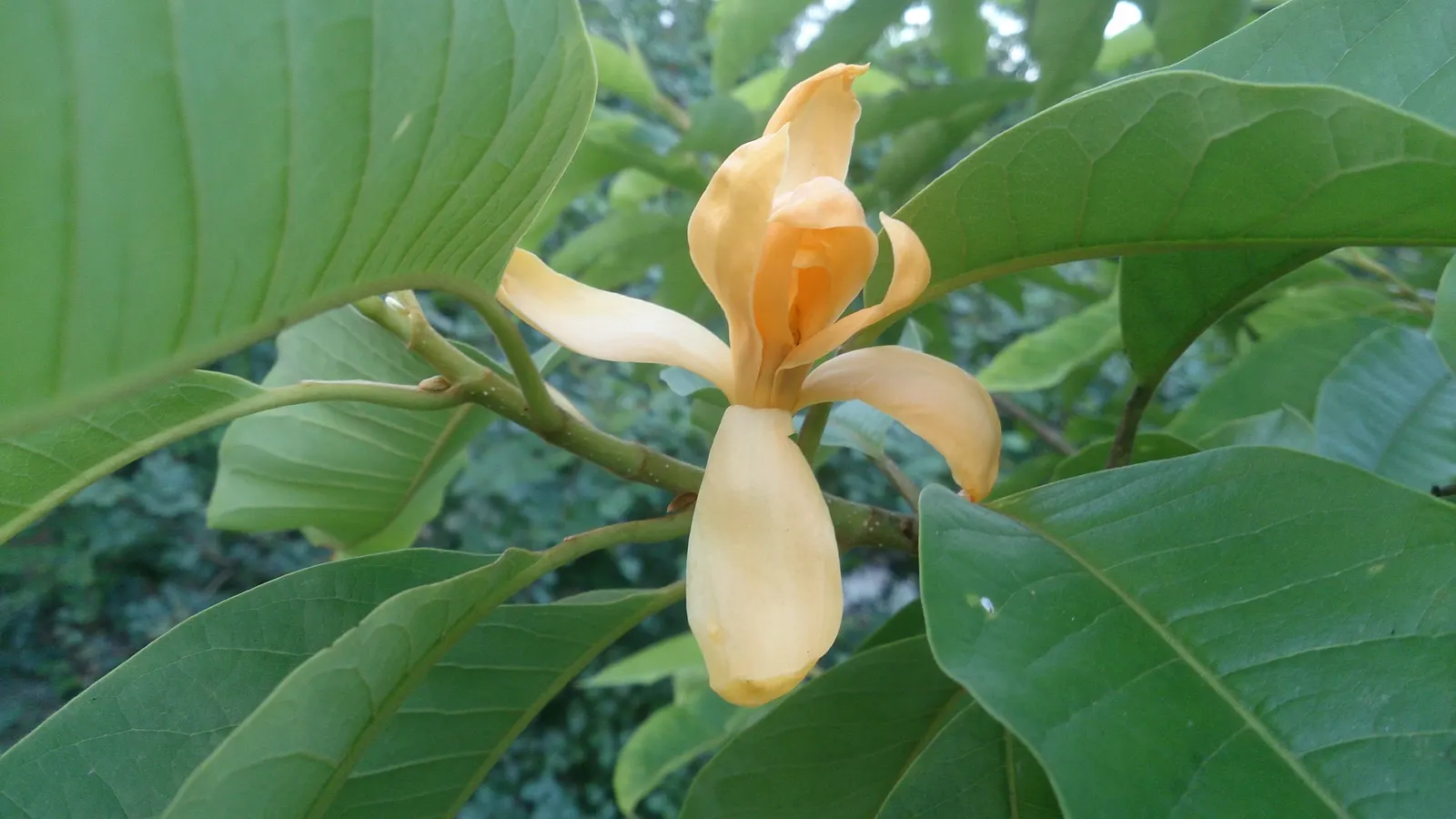 Joy Perfume Tree (Michelia Champaca) — both in height and spread