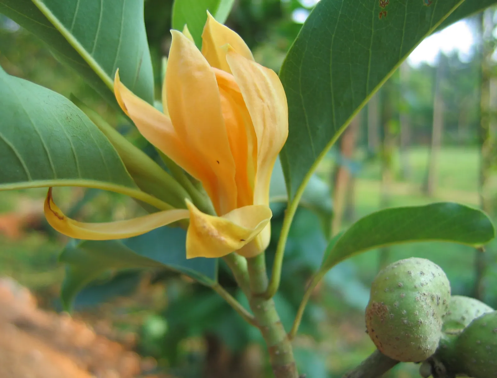 Joy Perfume Tree (Michelia Champaca) — to maintain its vitality; however