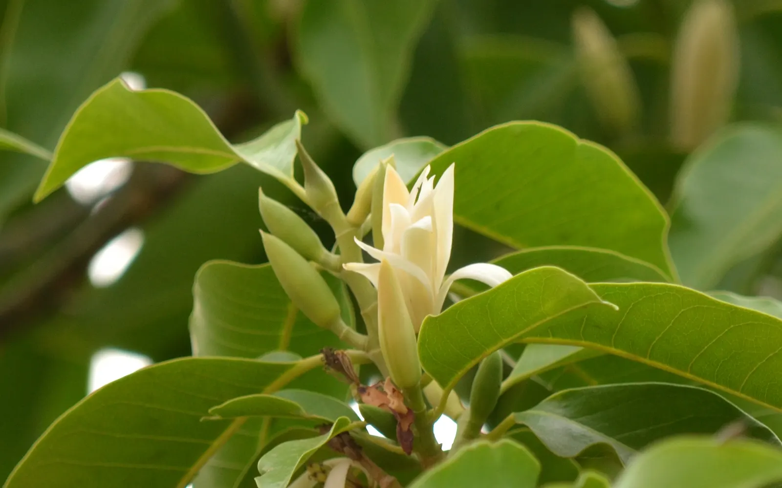 Joy Perfume Tree (Michelia Champaca) — adding not only visual beauty but also a delightful fragrance that guests will find captivating