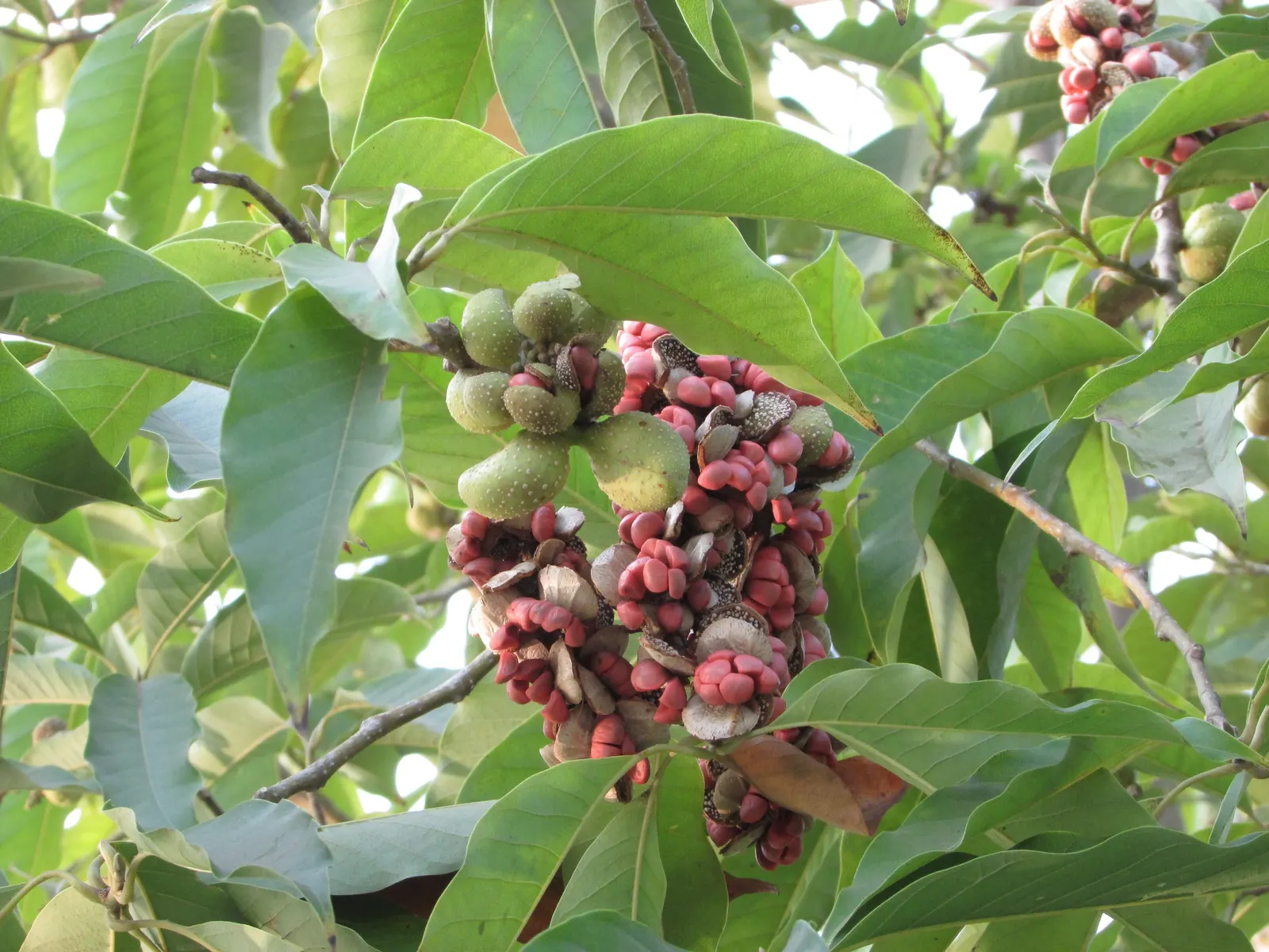 Joy Perfume Tree (Michelia Champaca) — with a canopy spread of approximately 15 to 25 feet; hence the tree's common name