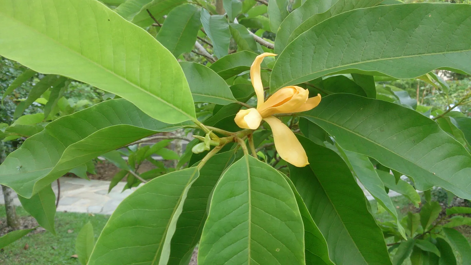 Joy Perfume Tree (Michelia Champaca) — tree with orange blooms; to maintain its vitality; however