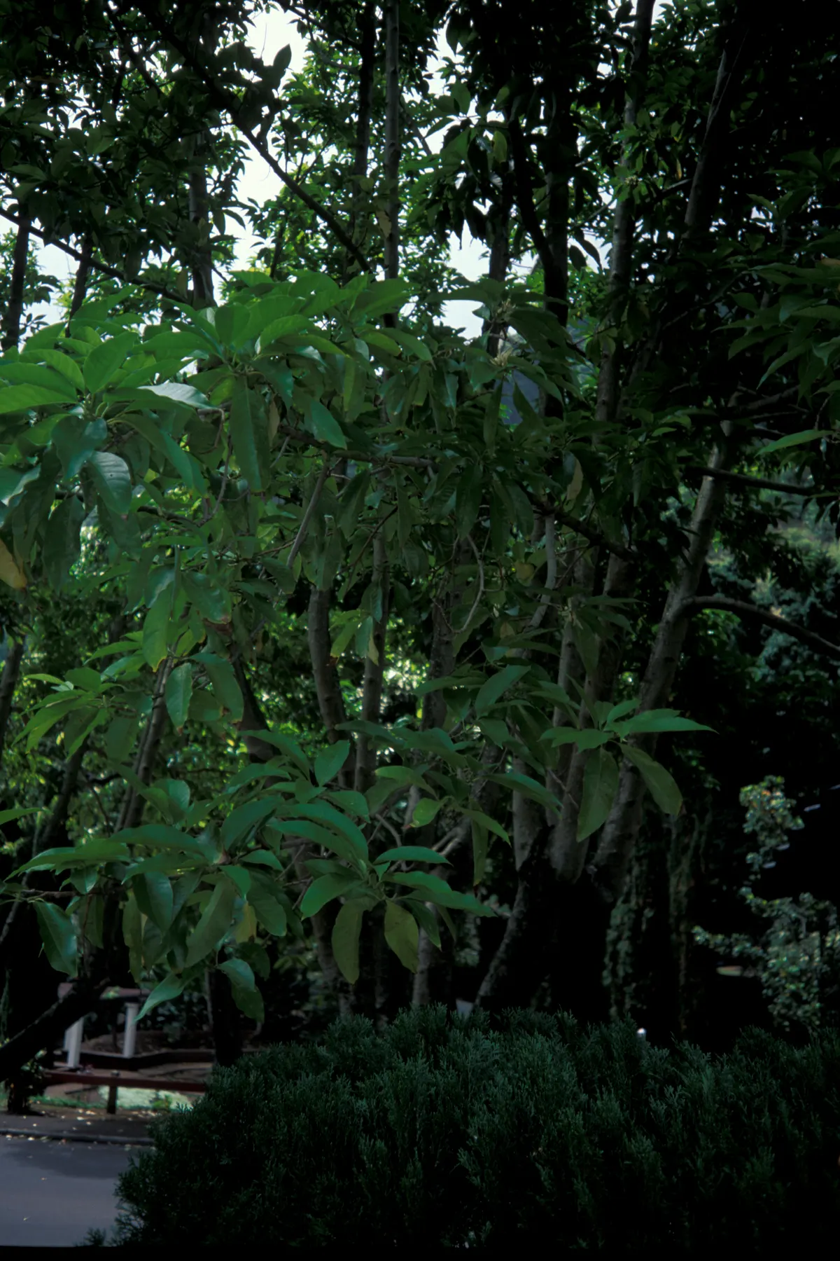 Joy Perfume Tree (Michelia Champaca) — Reaching heights of 15-30 feet; this evergreen tree matures to an impressive 25 to 30 feet tall