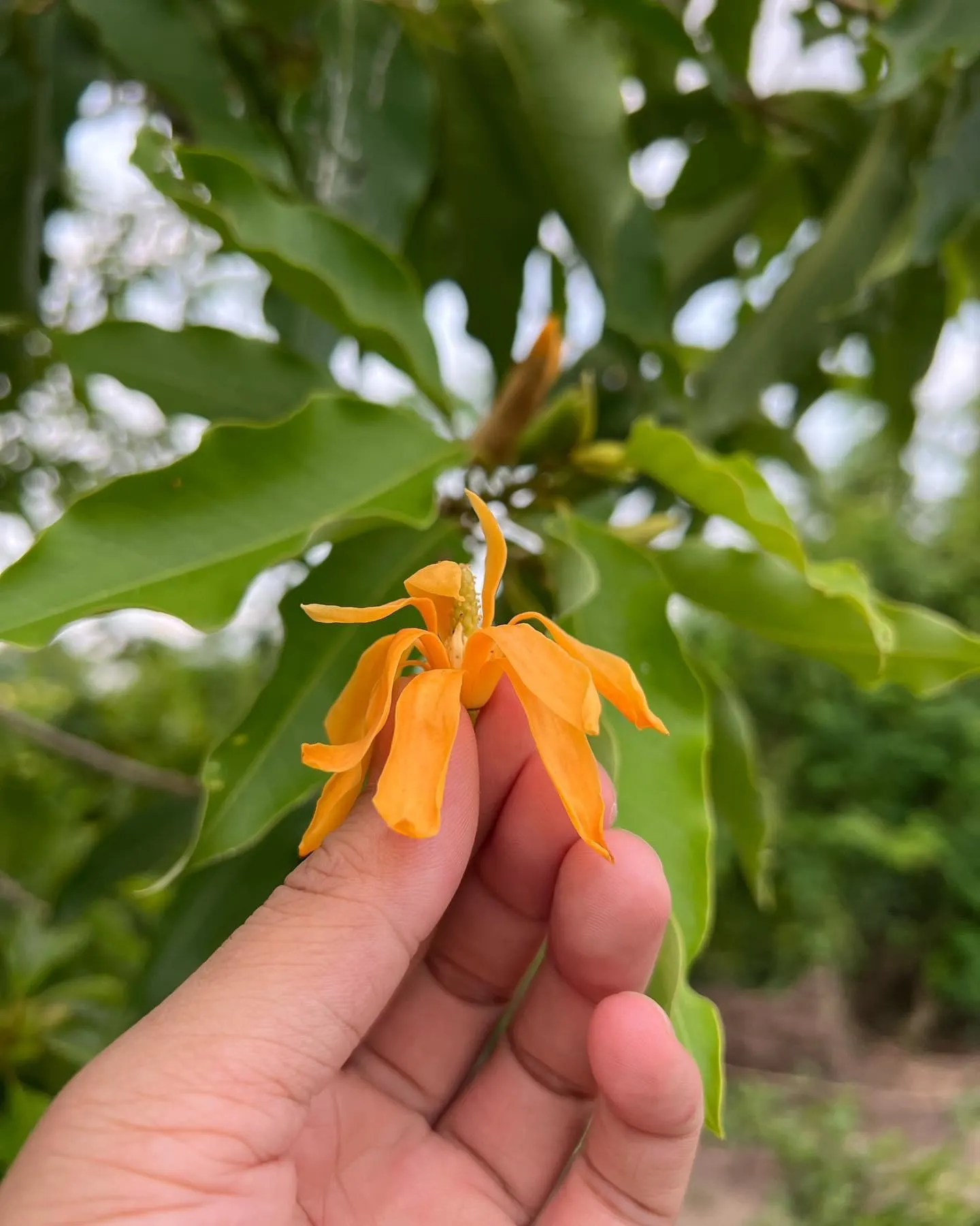 Joy Perfume Tree (Michelia Champaca) — the Joy Perfume Tree can provide an exceptional sensory experience; the Joy Perfume Tree (Michelia champaca) is a