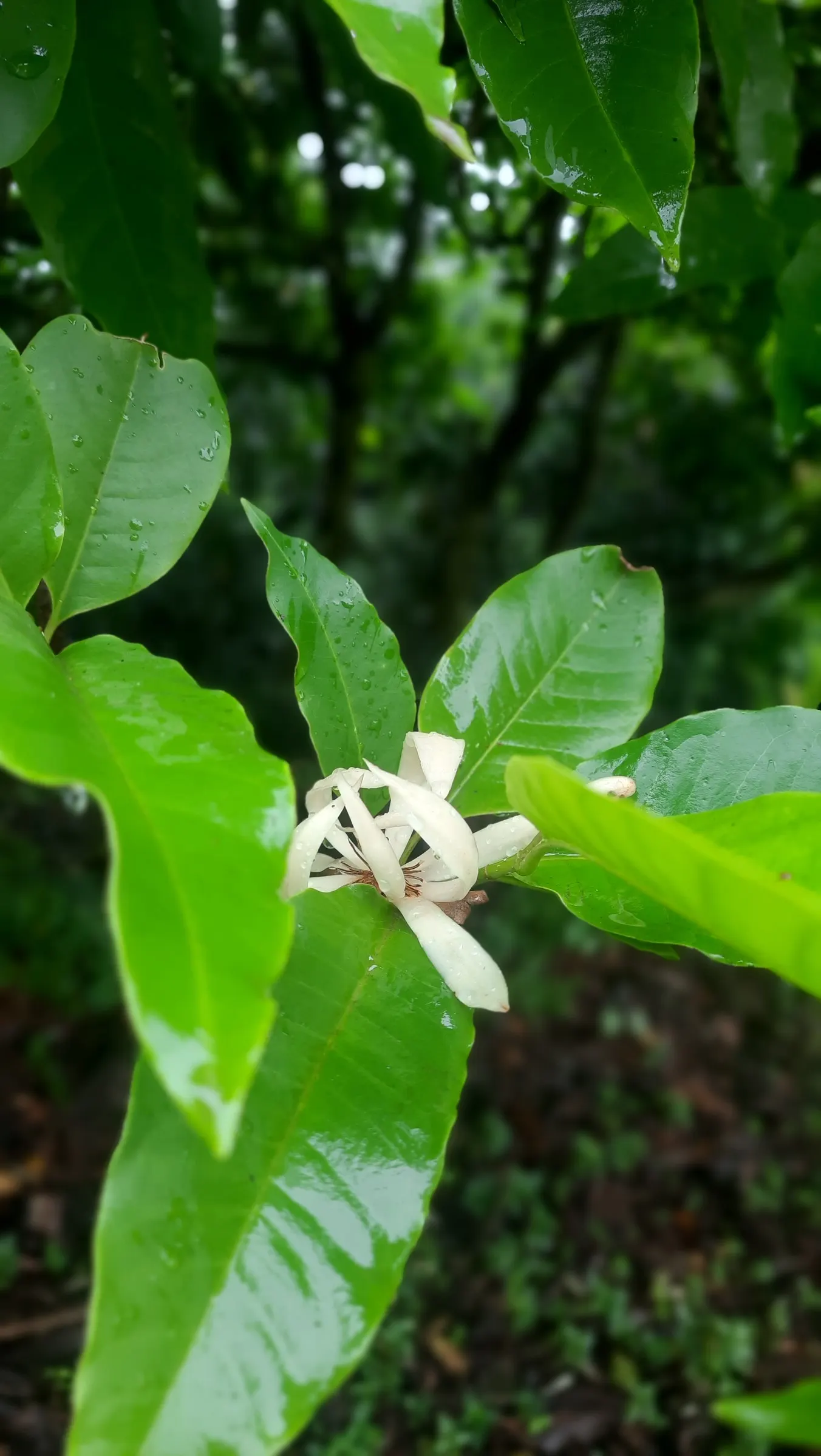 Joy Perfume Tree (Michelia Champaca) — The Joy Perfume Tree (Michelia champaca) is a tropical evergreen valued for its intensely fragrant; this ornamental