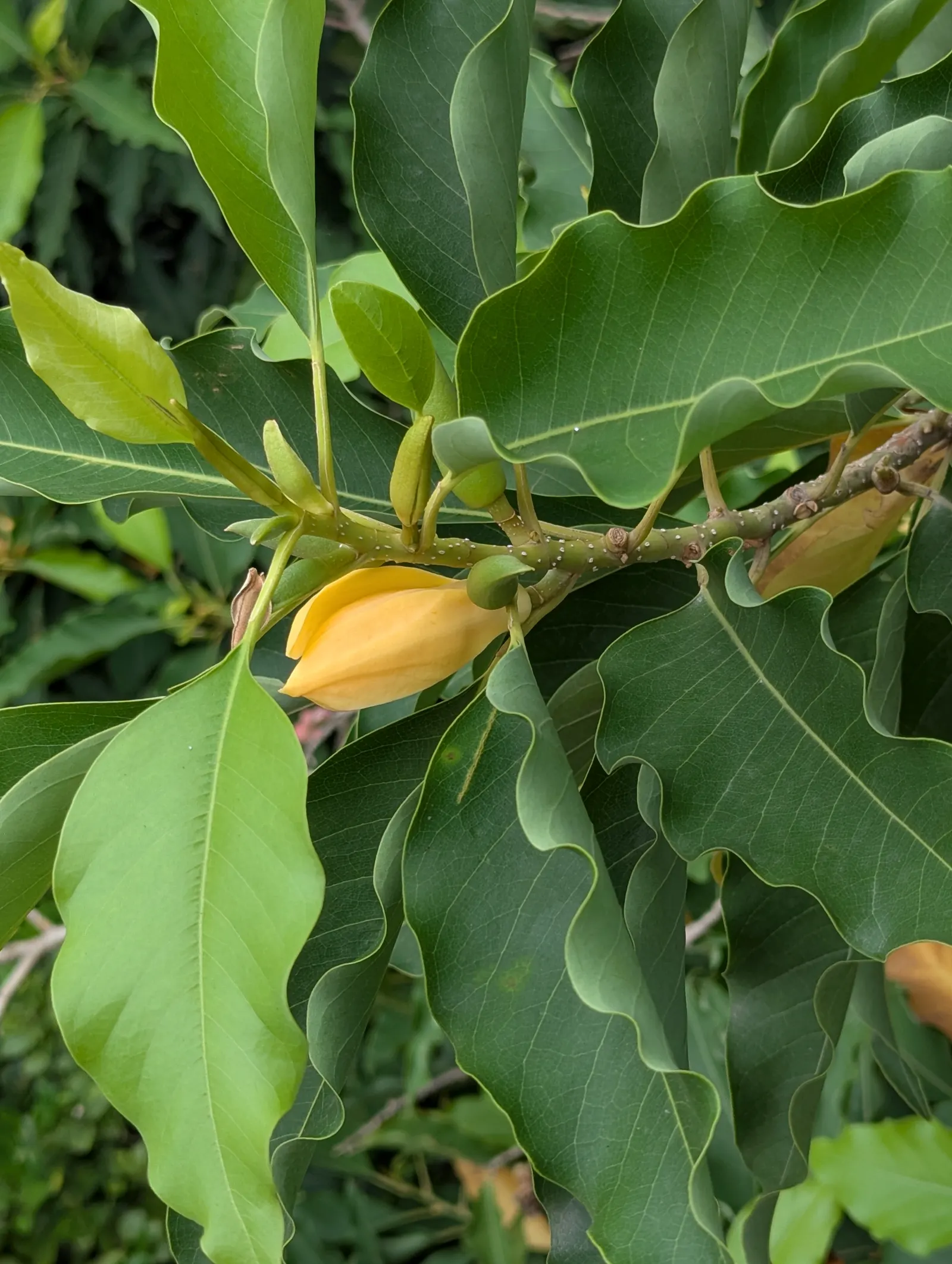 Joy Perfume Tree (Michelia Champaca) — Spring through summer, it bears an abundance of orange-yellow blossoms, approximately 2 inches in diameter; tree with