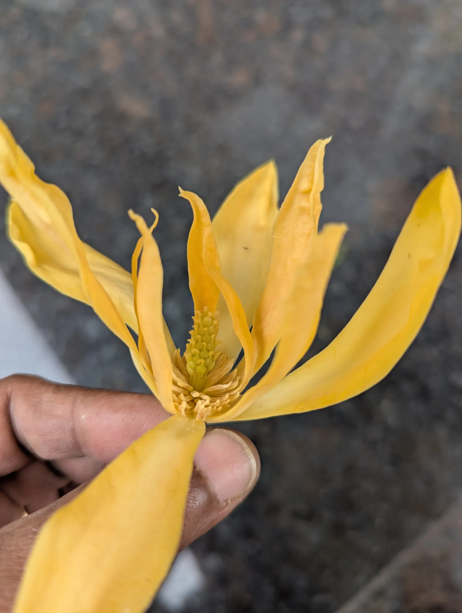 Joy Perfume Tree (Michelia Champaca) — proper drainage is essential to prevent root rot