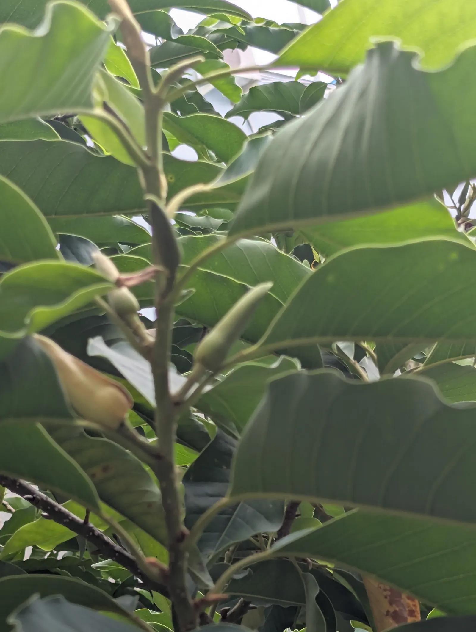 Joy Perfume Tree (Michelia Champaca) — The Joy Perfume Tree (Michelia champaca) is a tropical evergreen valued for its intensely fragrant
